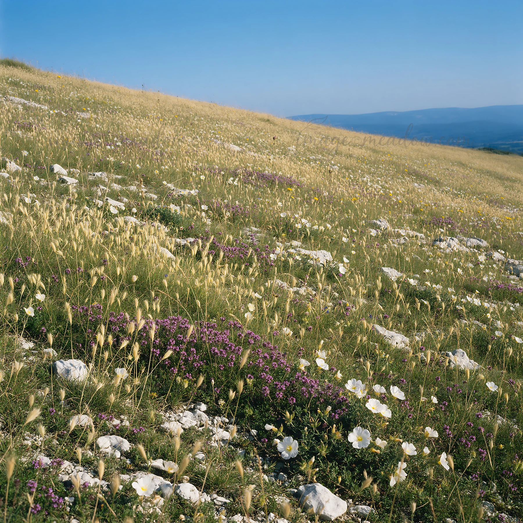 A limestone meadow covered with various flowers and grasses stretches under a clear sky. In the background, distant mountains create a scenic view. The scene is