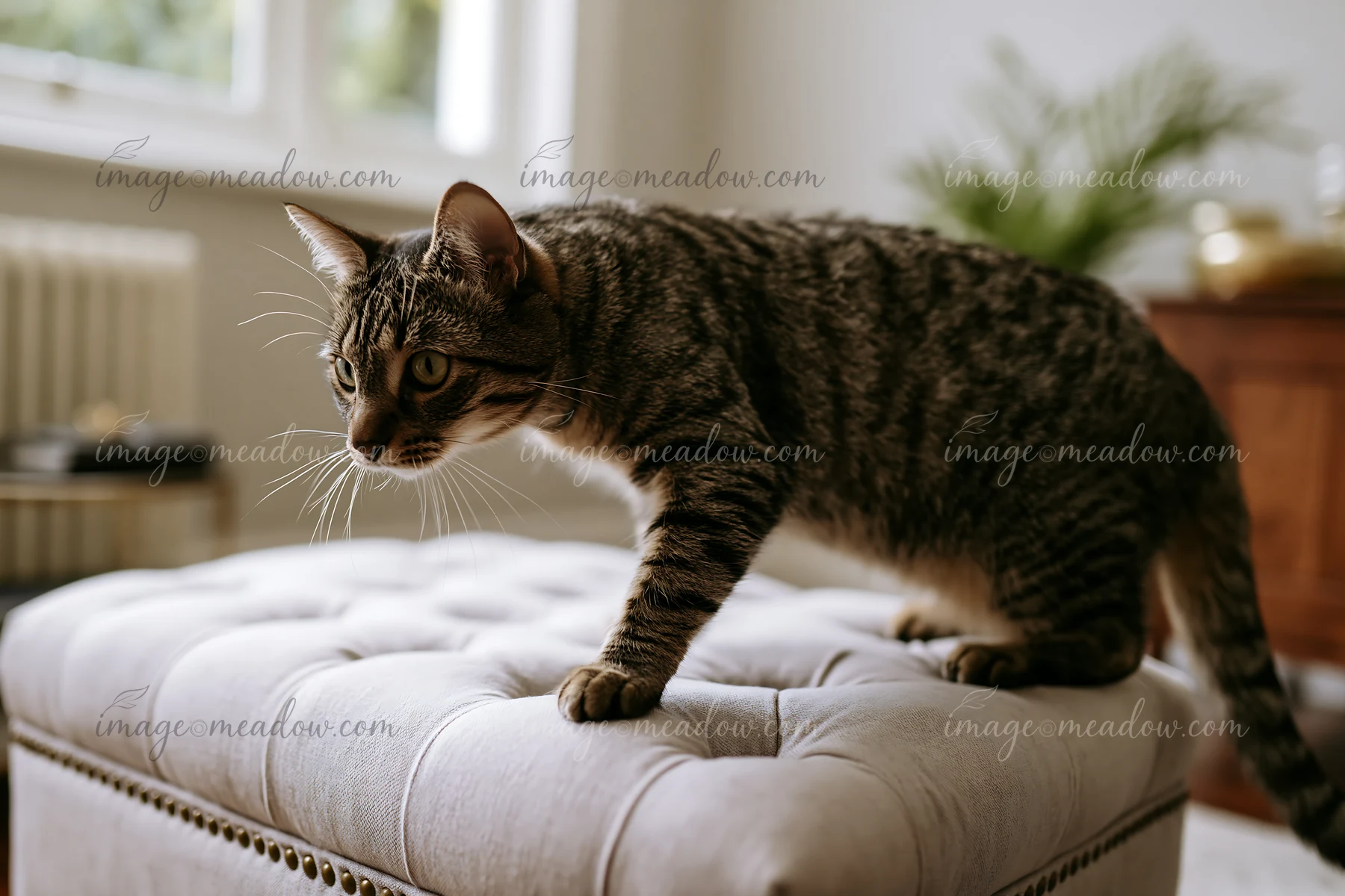 Tabby cat walking across a light tufted ottoman in a softly lit indoor room.