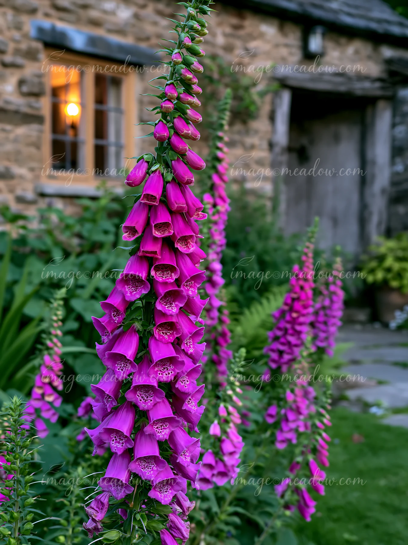 Tall foxglove flowers grow beside a rustic cottage with a warm light glowing through the window.