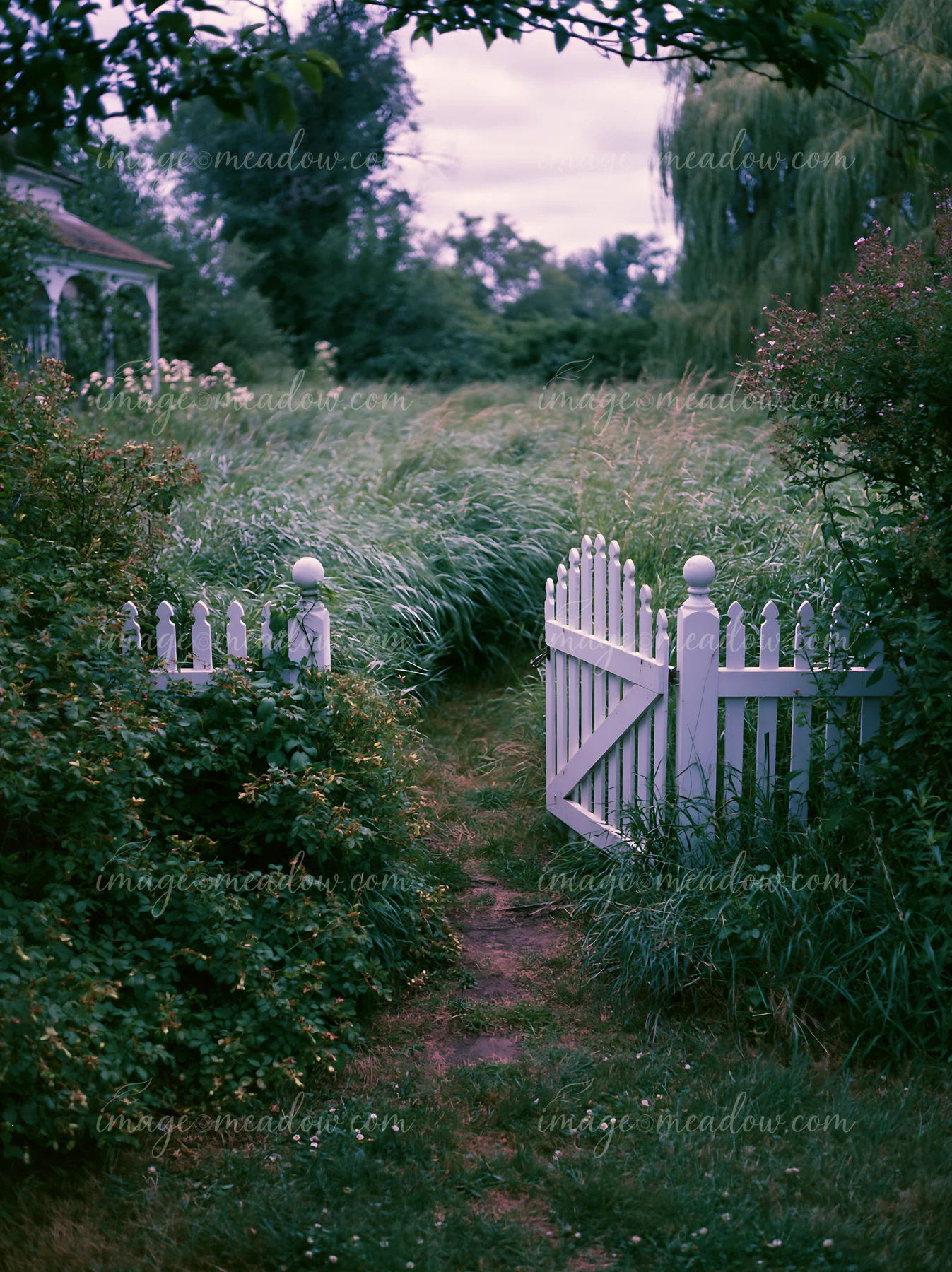 Tall meadow grass sways as wind blows through a pathway by a white picket fence.