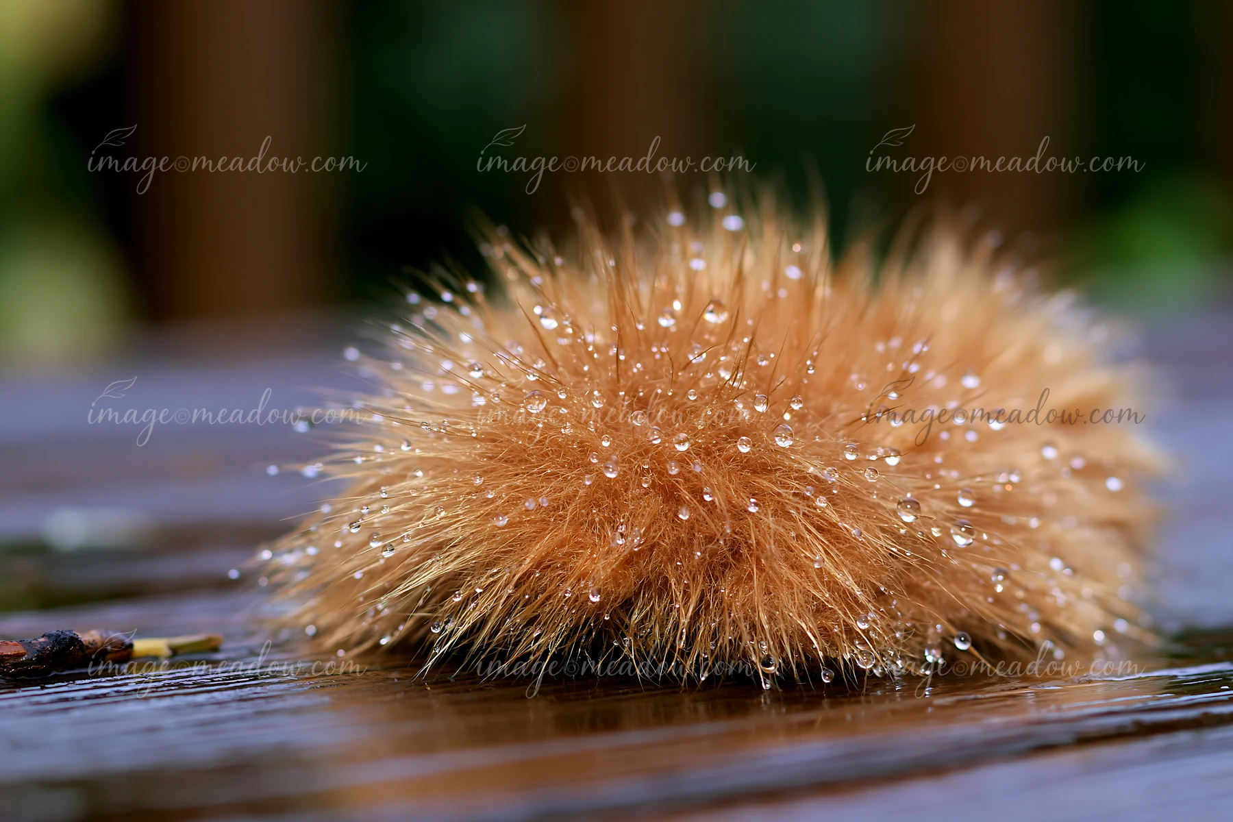 The photo shows a detailed close-up of wet teddy bear fur with water droplets resting on its surface.