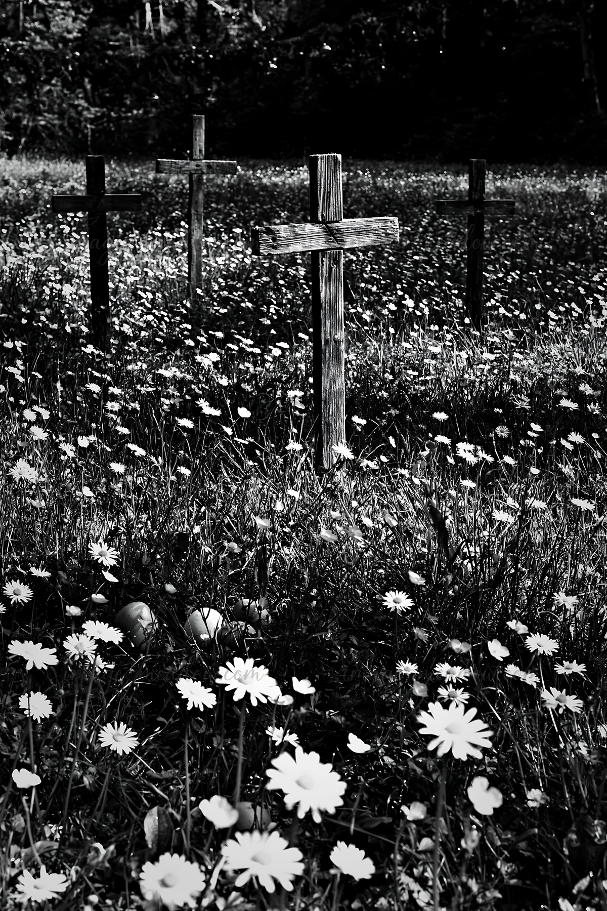 Three wooden Christian crosses stand in a meadow filled with wildflowers. The scene shows a natural setting with dense grass and small blooms. Shadows and light