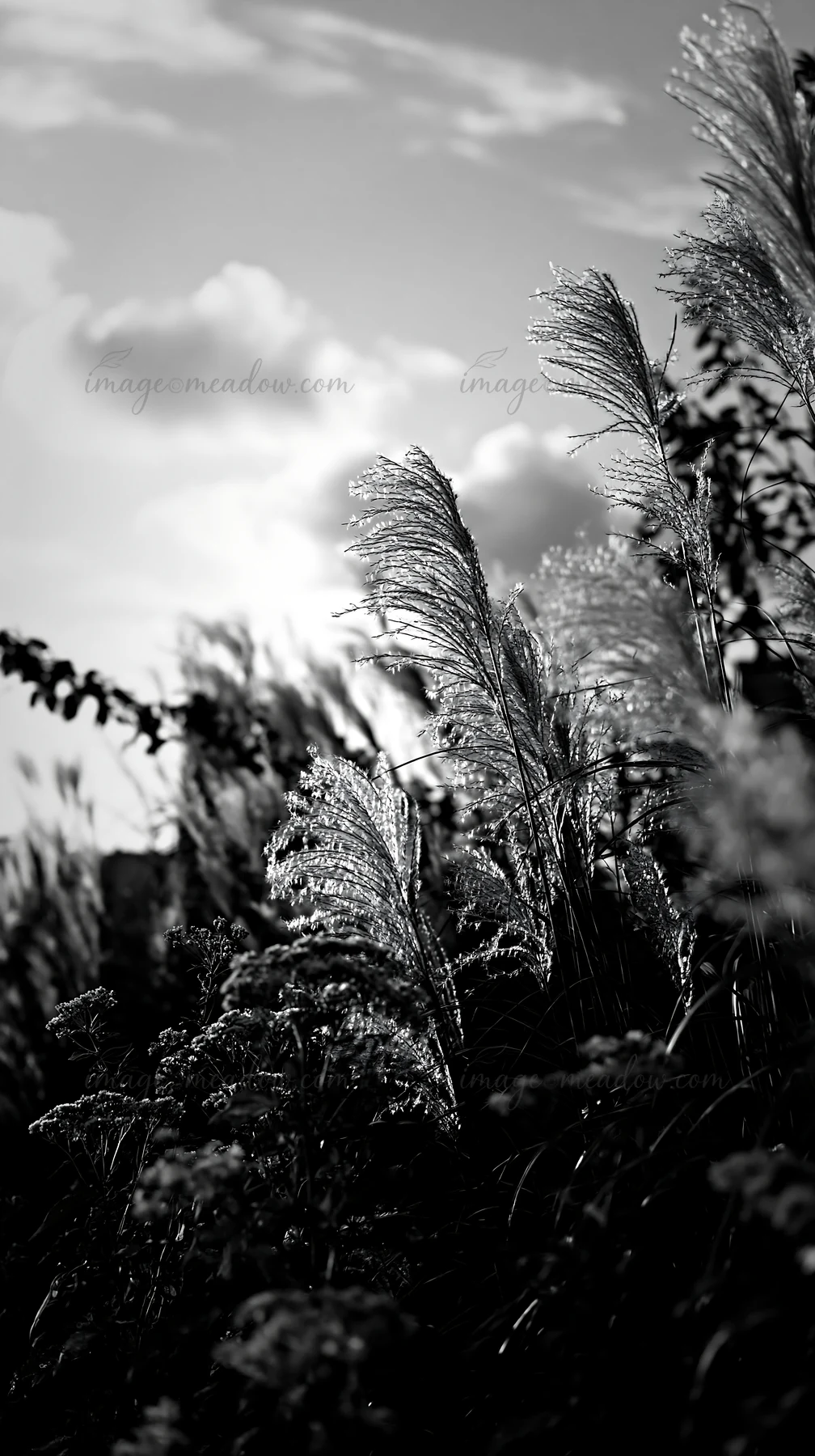 Plant life fills the meadow in Tokyo, showcasing seedheads and grasses, illuminated by warm light from the setting sun. The scene highlights urban biodiversity