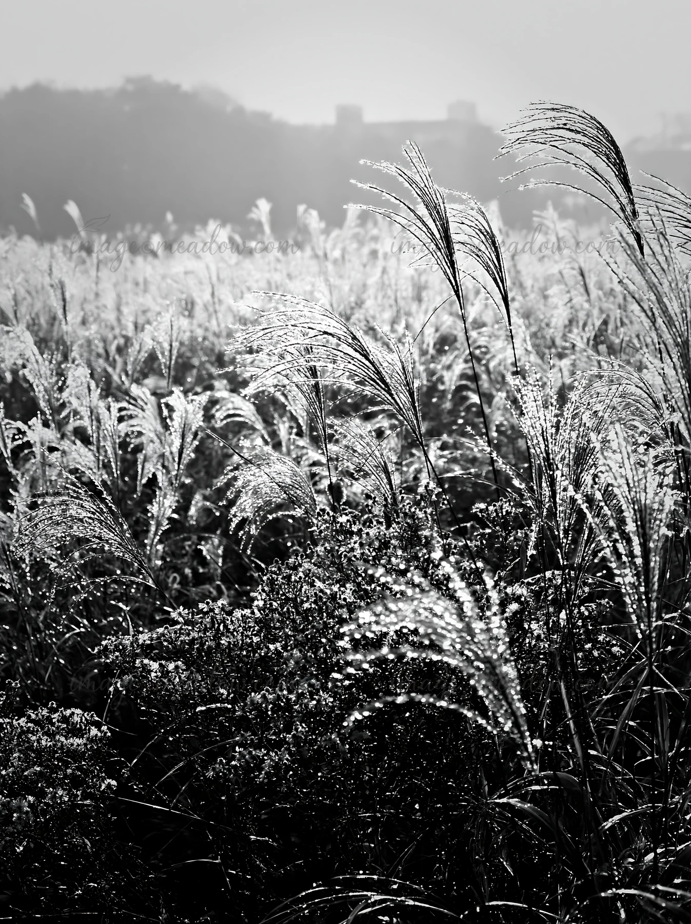 Seedheads in a meadow in Tokyo catch the sunlight, creating a shimmering effect. The grass appears vibrant and alive, showcasing the area's biodiversity. Presen