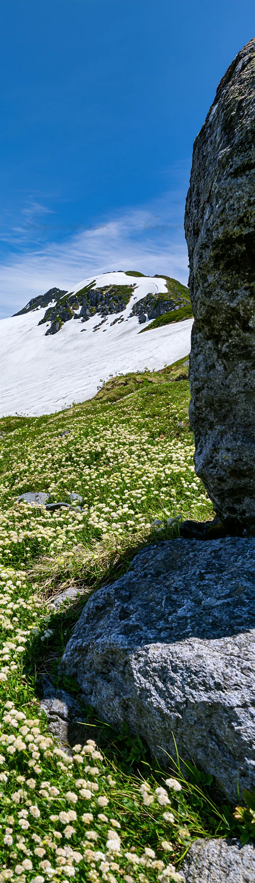 A rock is visible in the foreground of an alpine meadow in Toyama. Snow is melting on surrounding mountains under a clear blue sky, with green grass and flowers