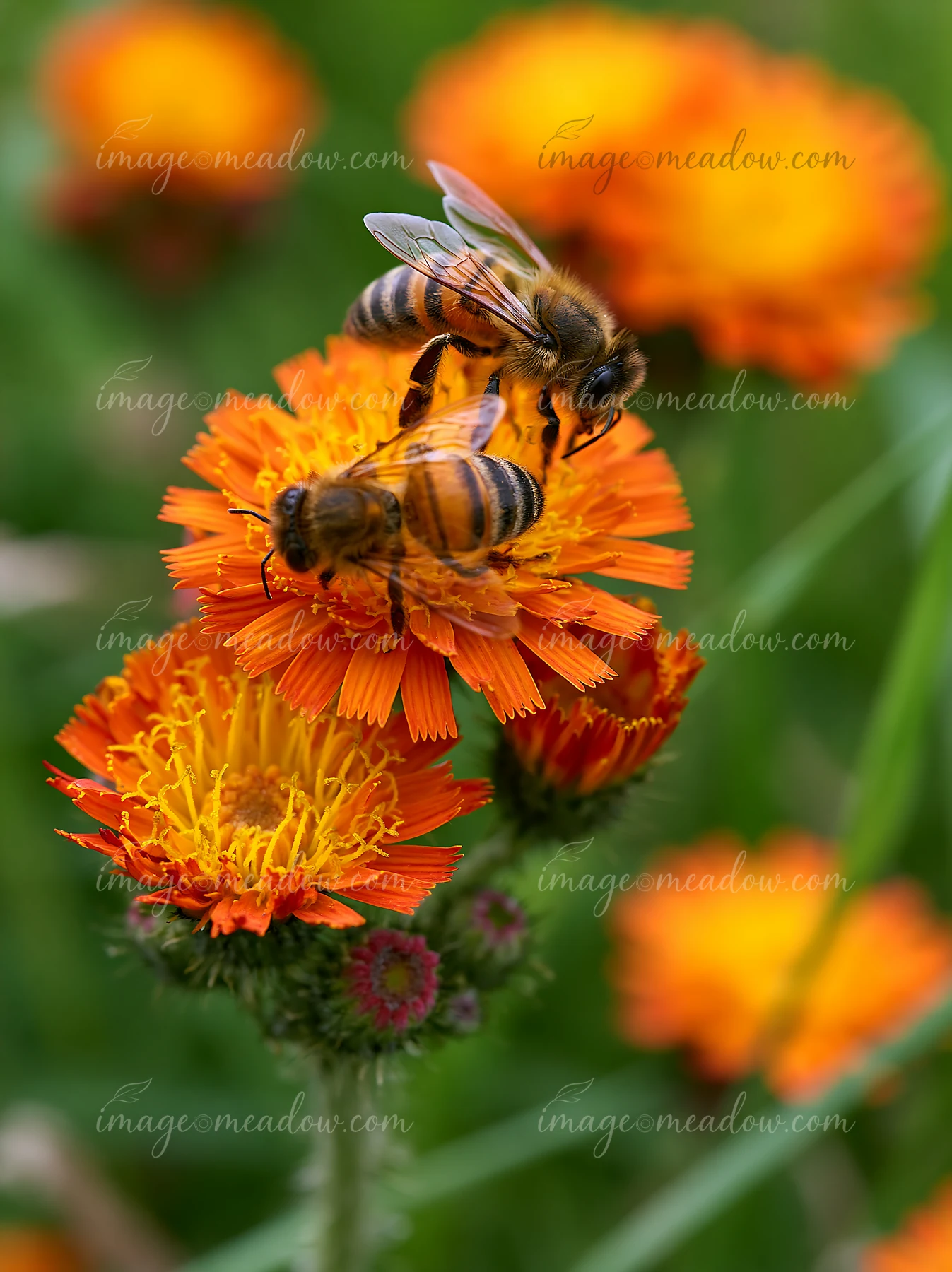 Two bees feed on bright orange meadow flowers in a close-up macro photograph.