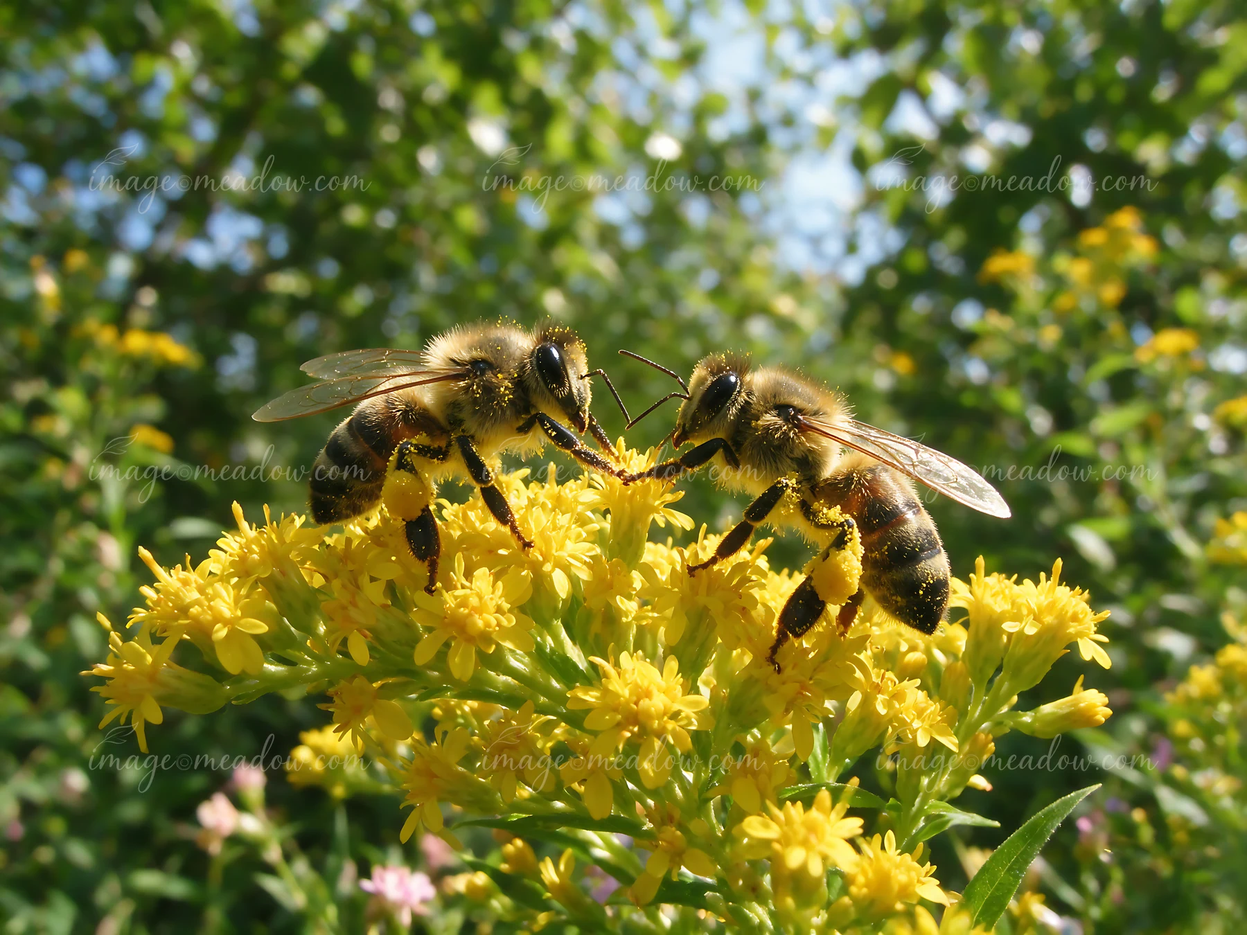 Two honey bees are busy interacting with each other on a bright yellow flower in a sunny garden.