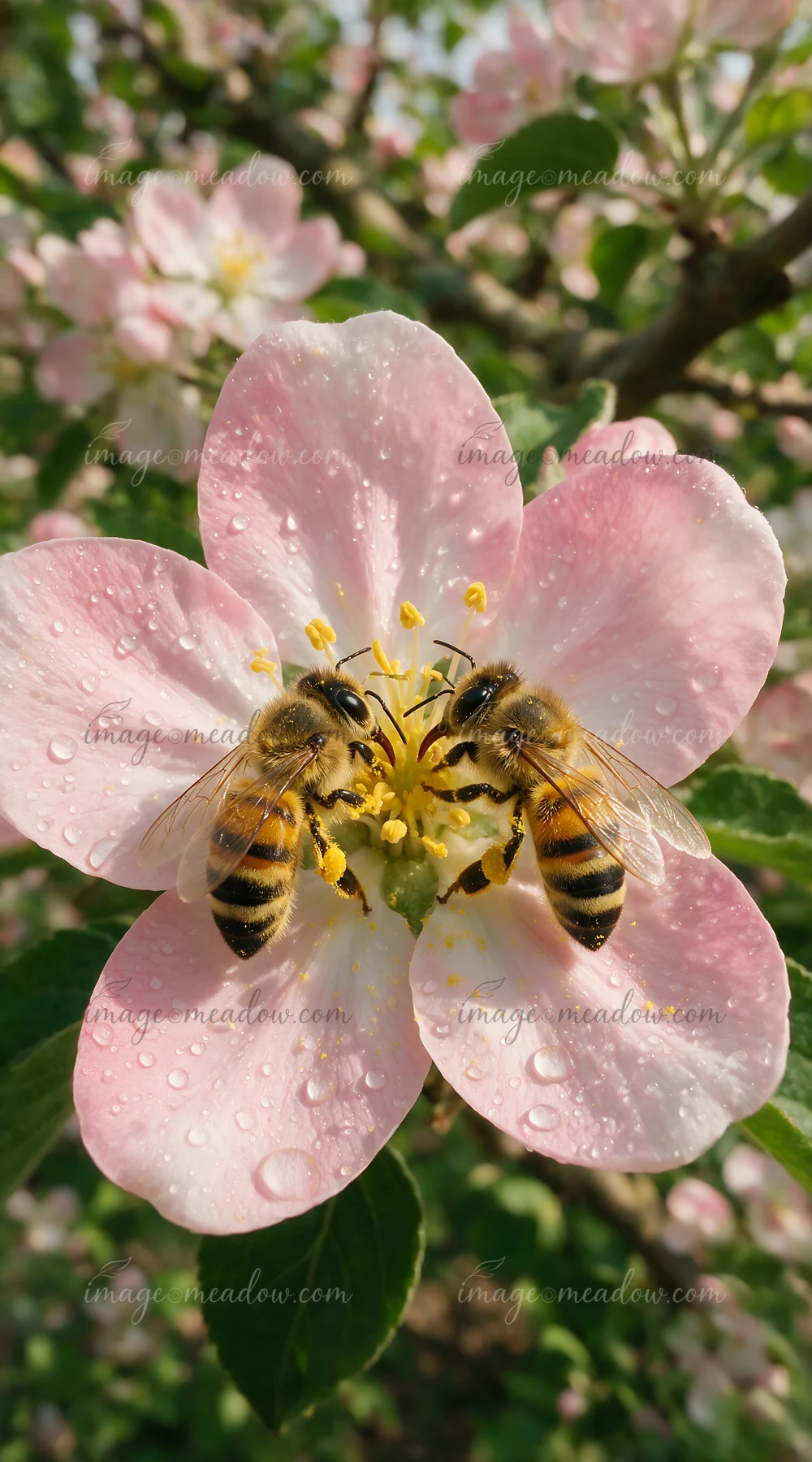 Two honey bees interact on the center of a dew-covered pink flower amid blurred green foliage.