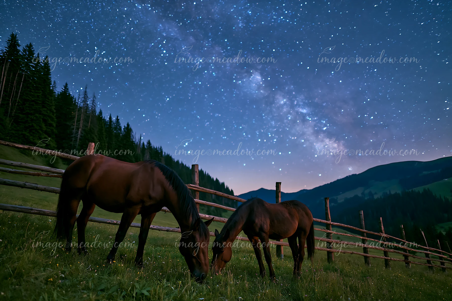 Two horses graze on grass in a green pasture while a clear night sky above reveals visible constellations.