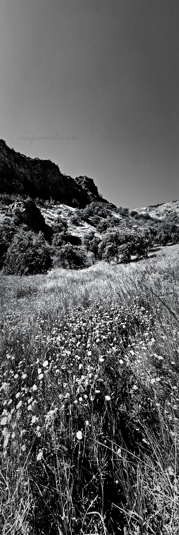 A view of a valley apple meadow with wildflowers in the foreground and hills in the background. The scene is captured in black and white, highlighting the natur