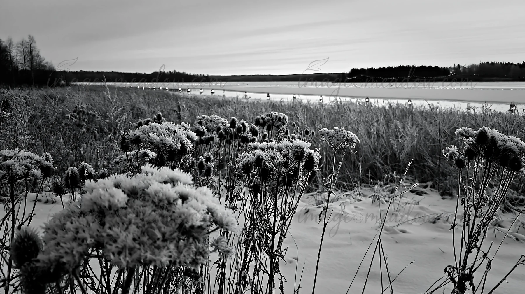 Frosted seedheads grow in a meadow near a frozen lake. Lanterns are visible in the distance. The scene captures the essence of winter during the Christmas seaso