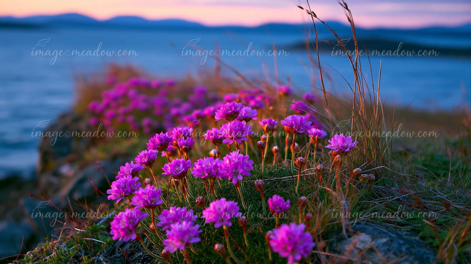 Vibrant flowers grow along a cliff edge beside the ocean, capturing natural beauty at sunset.
