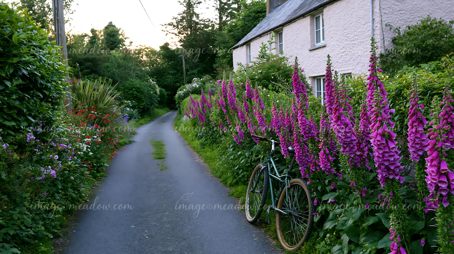 Vibrant foxglove flowers grow along a narrow lane beside a cottage, with a bicycle resting against the hedge.