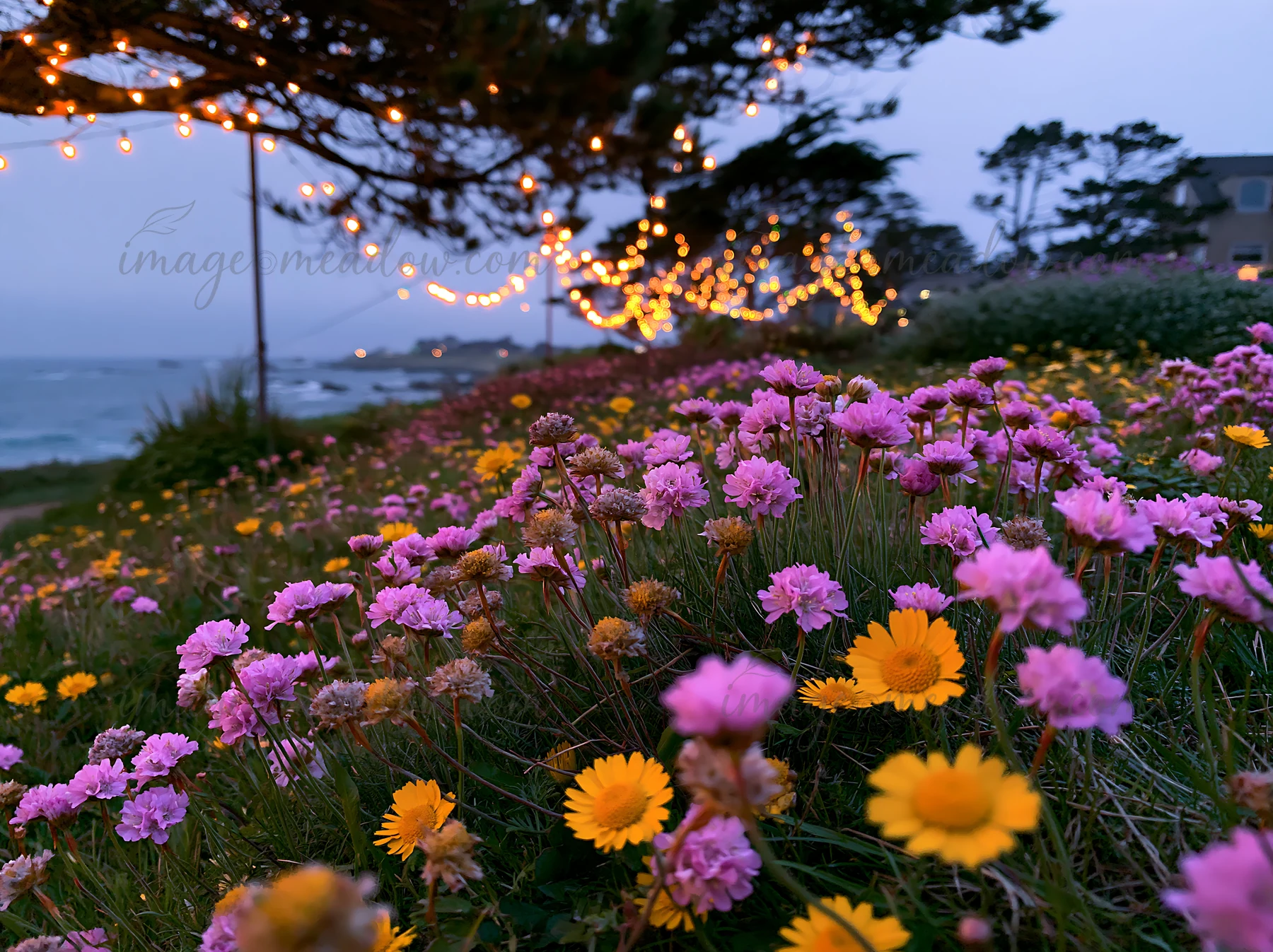 A meadow filled with colorful flowers glows under soft Christmas lights at dusk. The view includes the ocean in the background, creating a scenic coastal atmosp