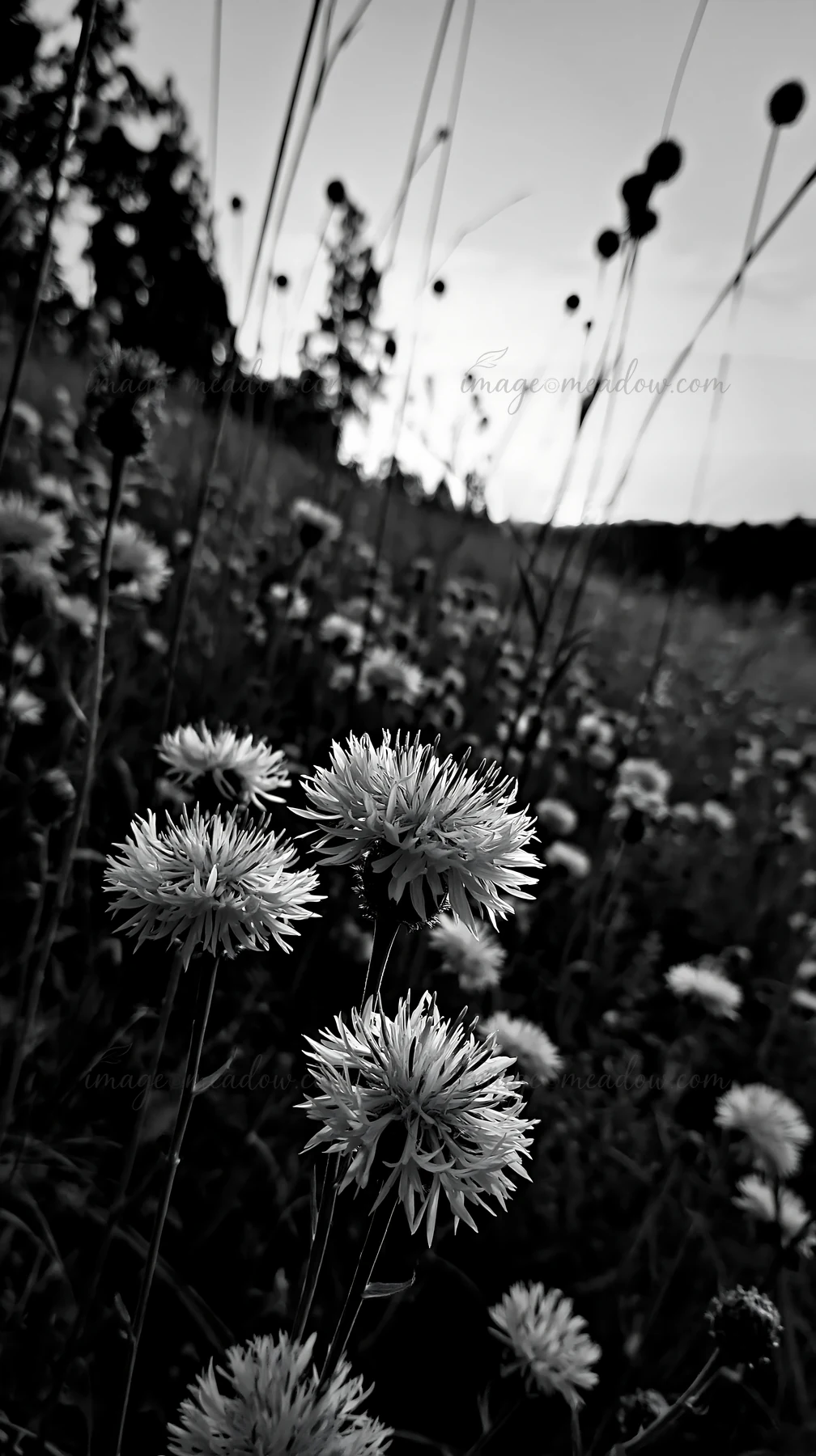 Violet knapweed flowers grow in a meadow during sunset. Tall grasses surround the flowers, creating a natural landscape. The scene captures the essence of a wil