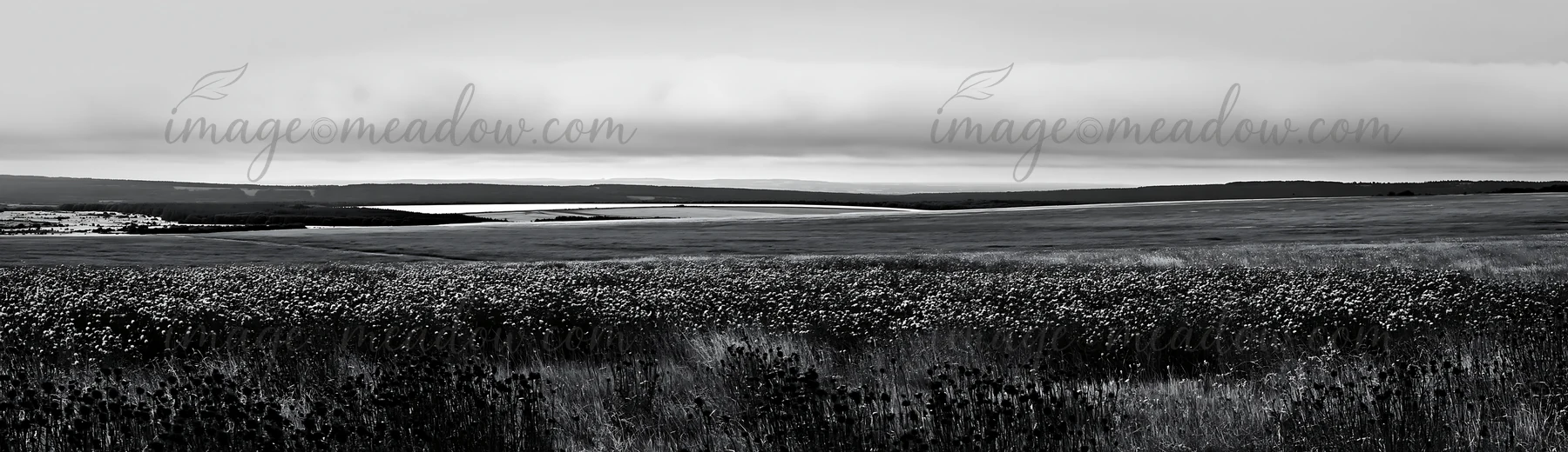 A view of a violet knapweed meadow stretches across the landscape. The horizon features rolling hills under a cloudy sky. The scene captures the essence of natu
