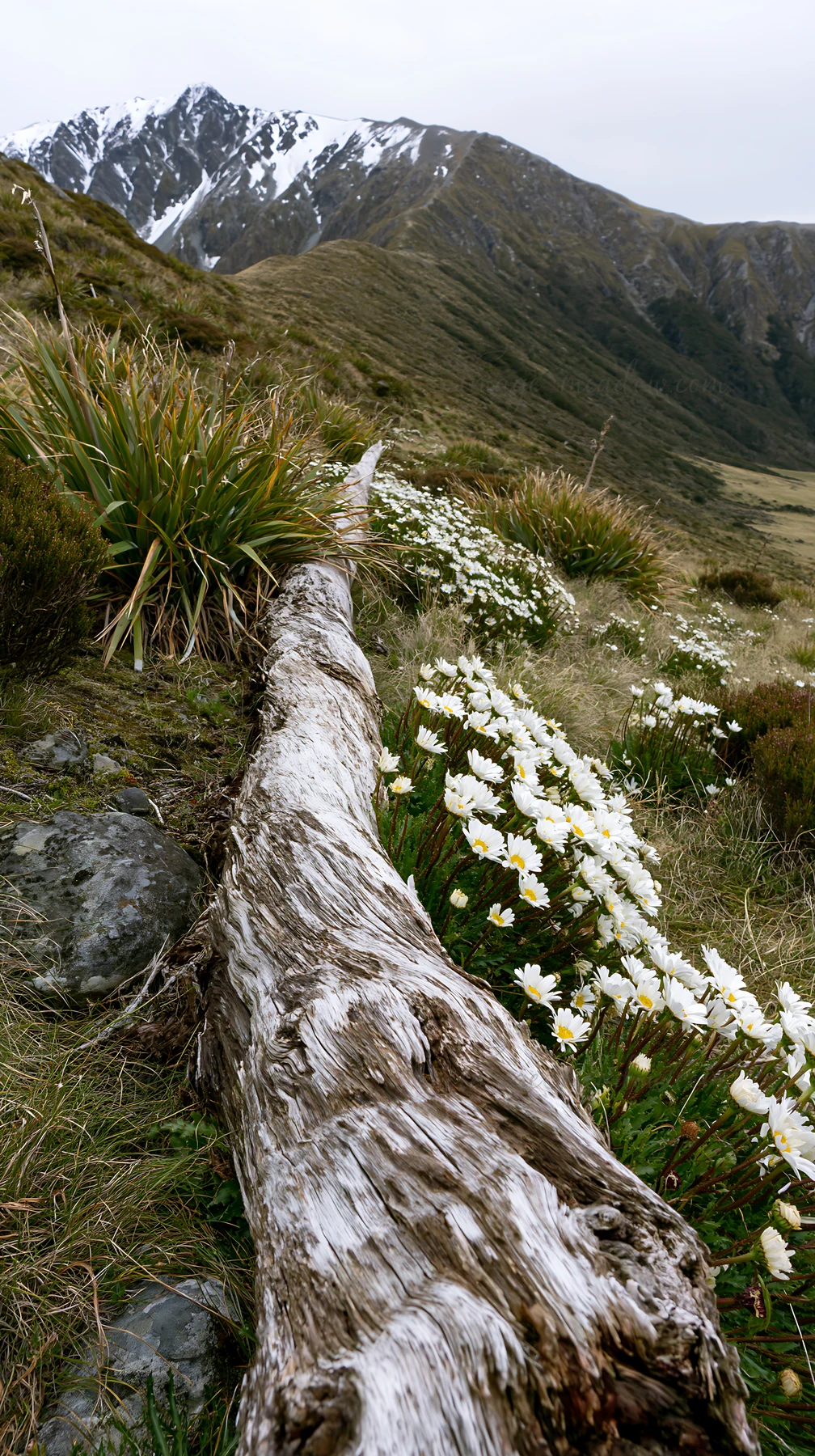 A weathered log lies on the ground among blooming flowers in a meadow. The mountains can be seen in the background under cloudy skies. The scene captures the na