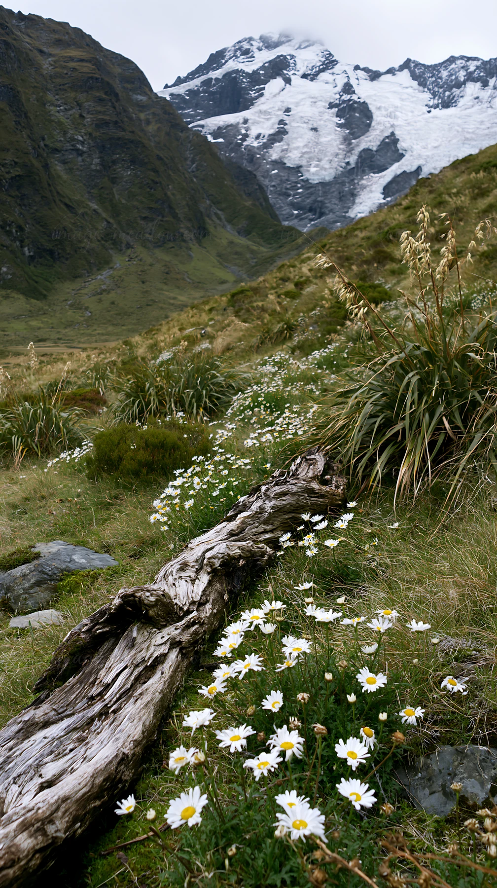 A weathered log lies in a grassy meadow scattered with white flowers. In the background, tall mountains rise, covered with patches of snow. This scene captures