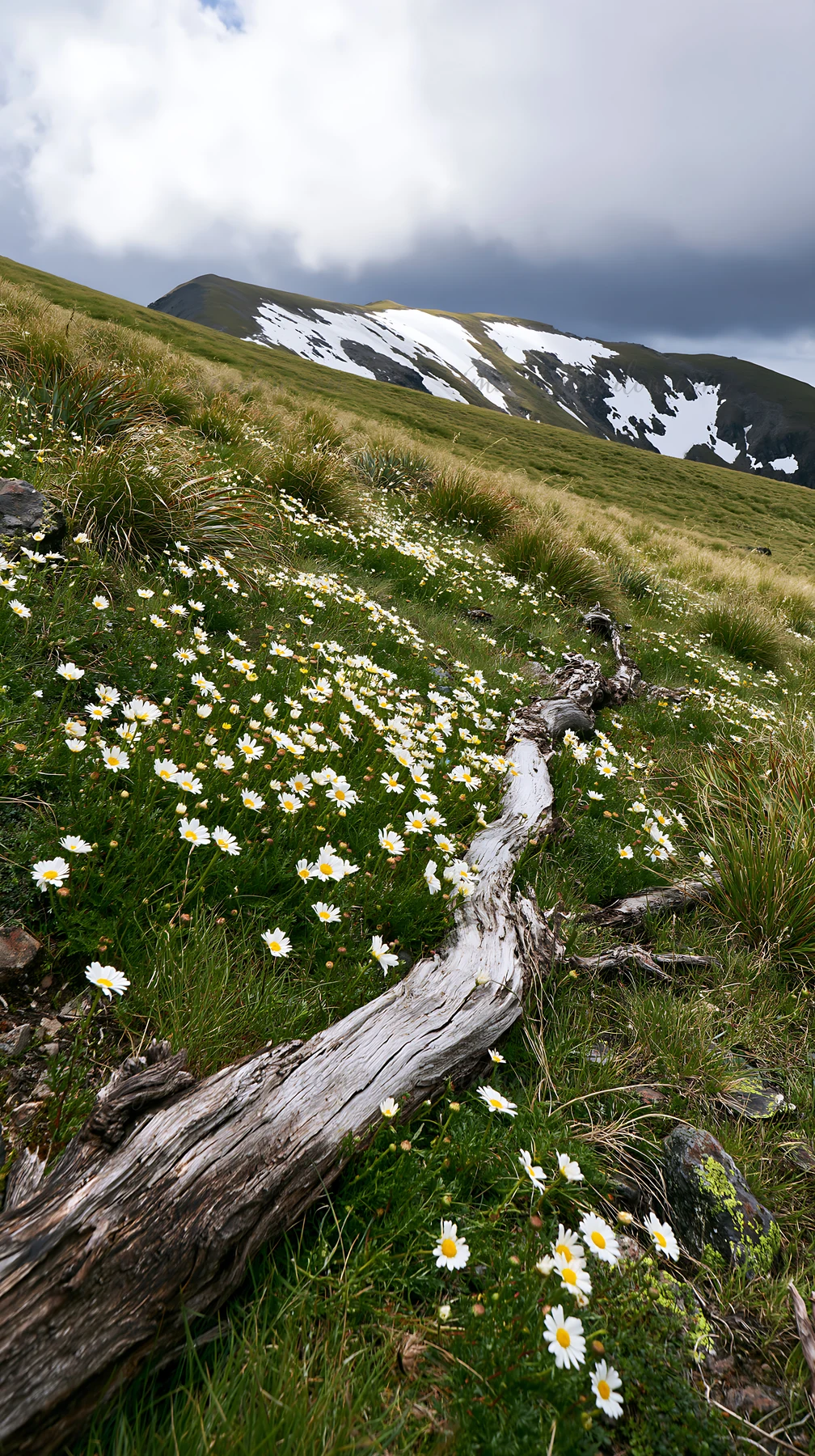 A weathered log rests in a meadow filled with white flowers under a cloudy sky. Snow-capped mountains rise in the distance. The scene shows nature's elements co