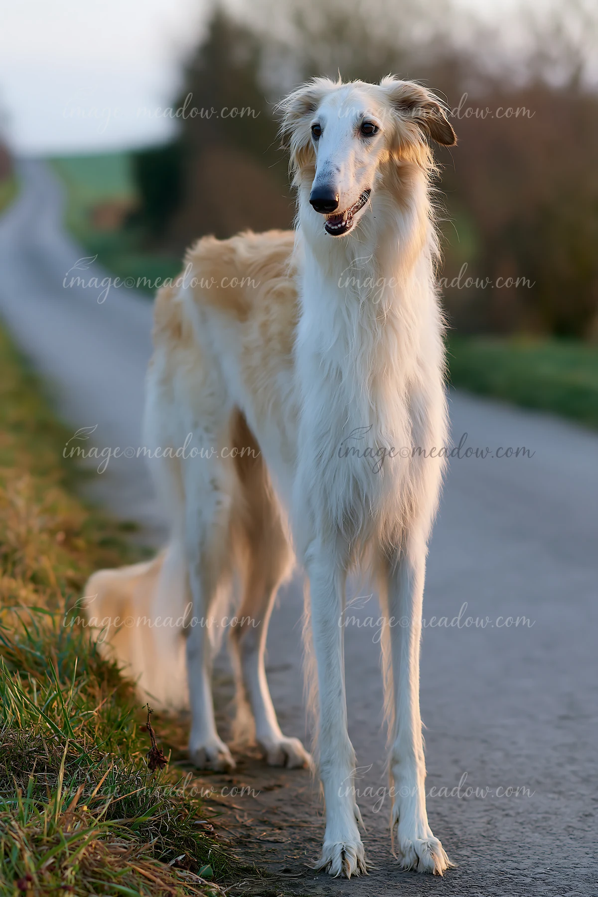 White Borzoi standing on a paved country road beside grass in warm evening light.