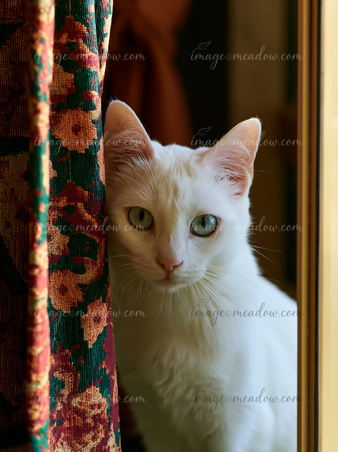 White Khao Manee cat peeks from beside a patterned curtain near a sunlit window.