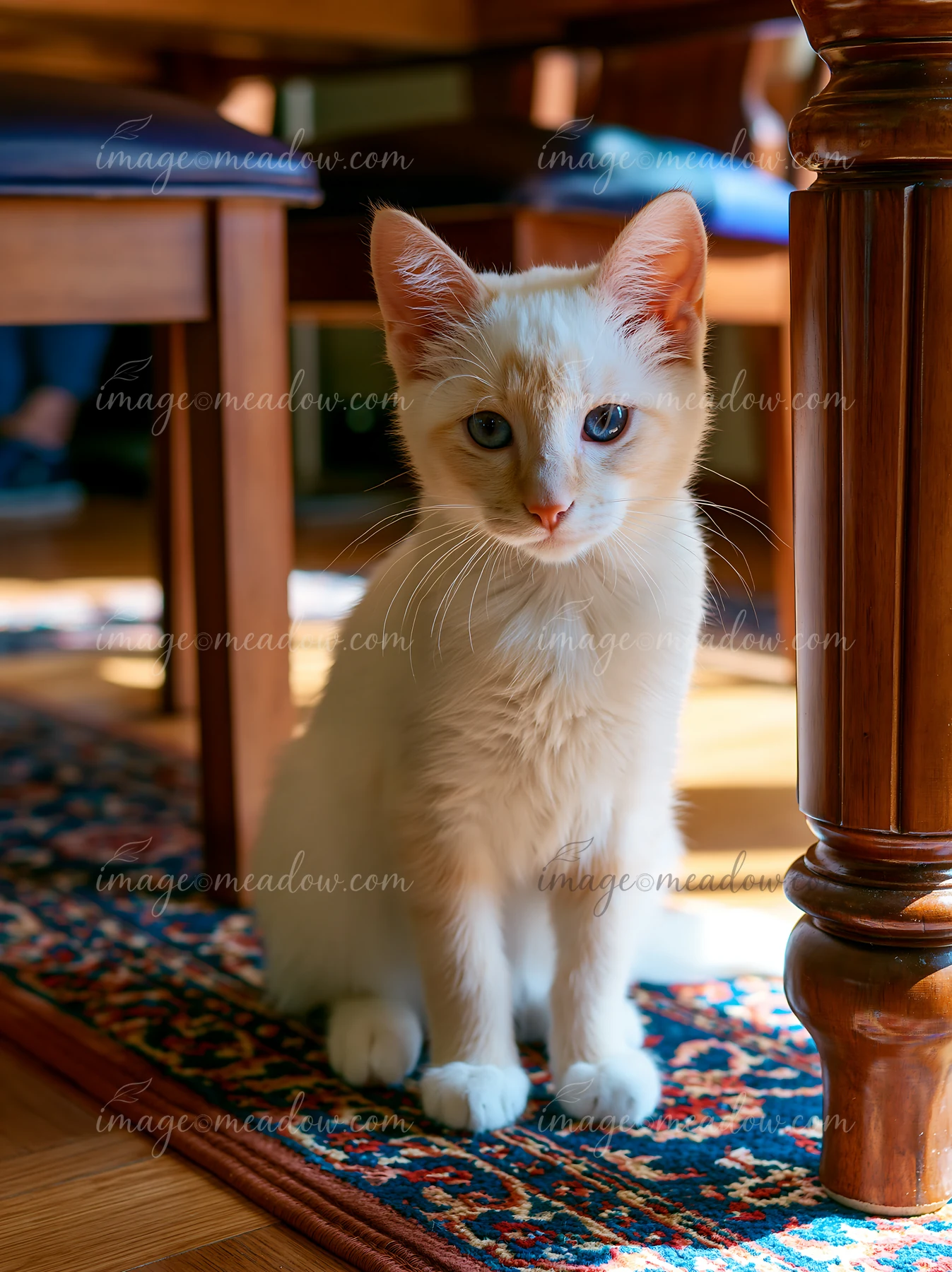 White kitten sitting on a patterned rug beneath wooden furniture indoors.