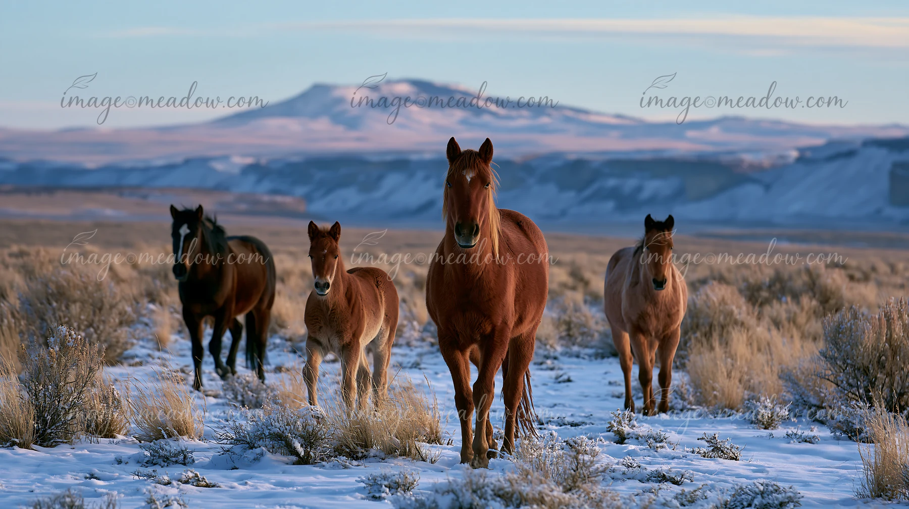 Wild horses near canyon cliffs graze on snowy terrain.