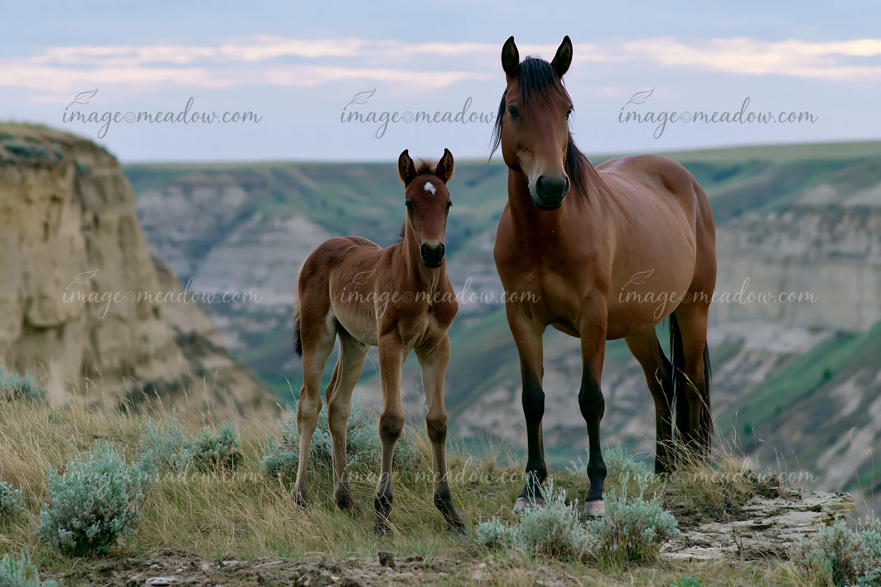Wild horses near canyon cliffs walk on rocky ground with a backdrop of green hills.