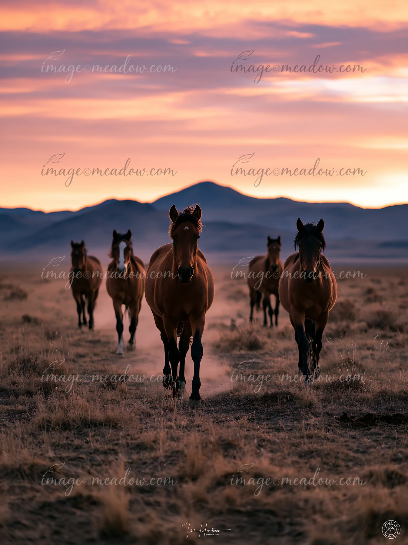 Wild horses running across desert plain in the evening light.
