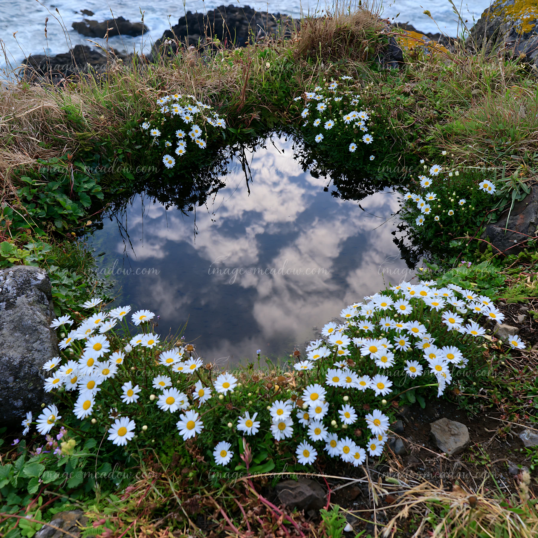 Wildflowers frame a small pool of water that reflects the sky.