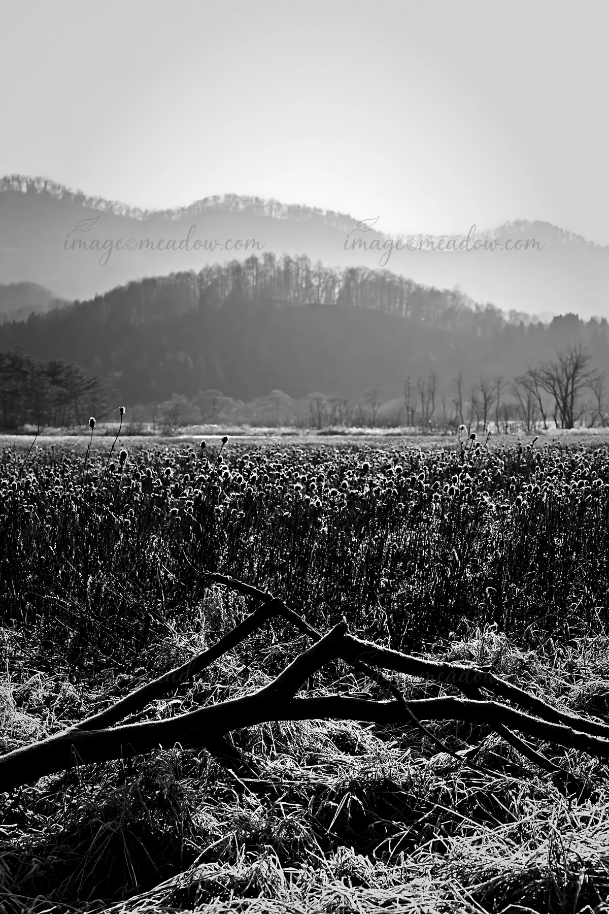 A branch lies on dried grass in a rewilded meadow in Yamagata. The background shows hills and trees under soft daylight, creating a natural setting. Presented a