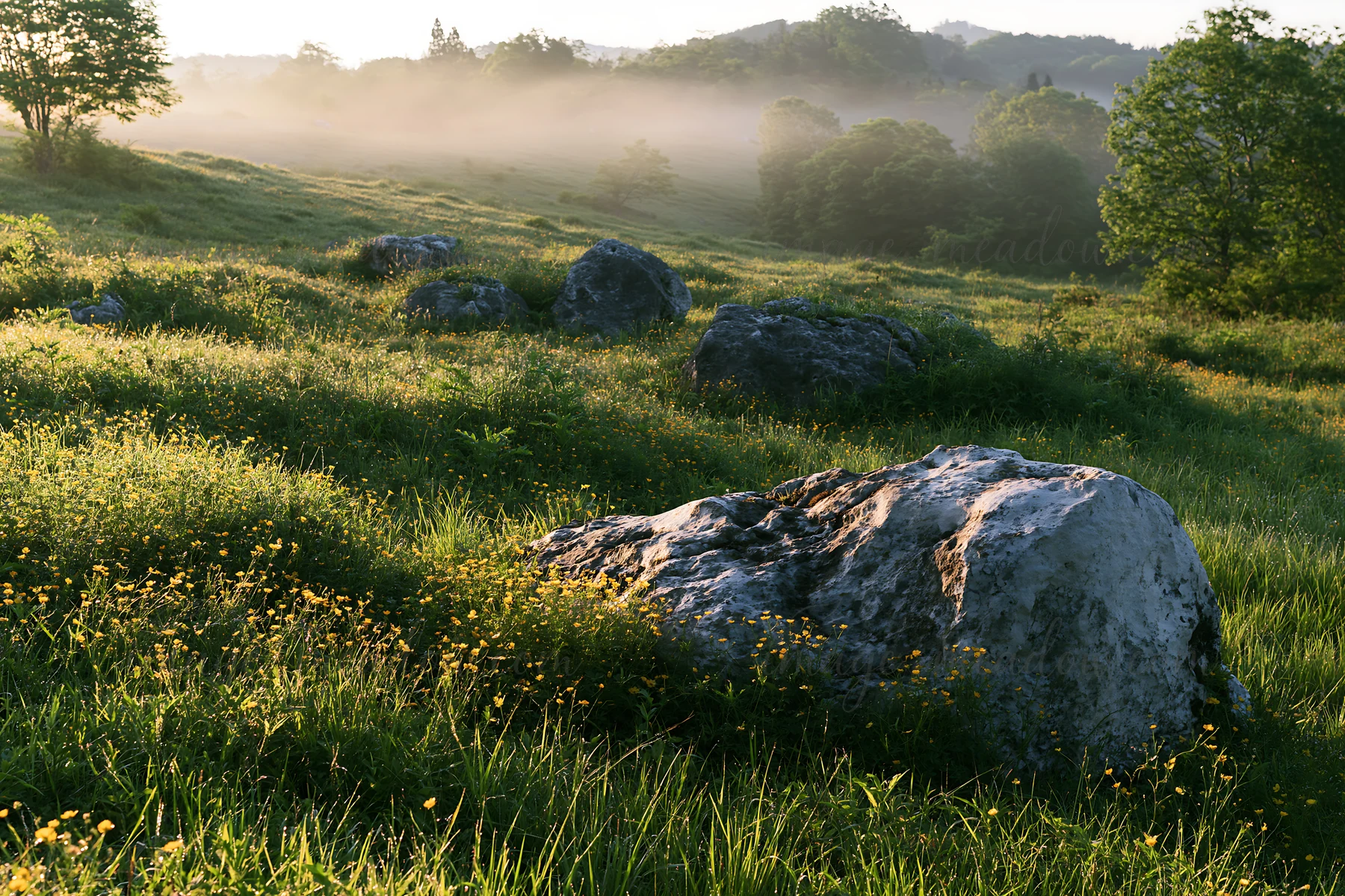 A limestone meadow in Yamaguchi features a pale boulder among lush grass and scattered flowers. The early morning light creates a soft glow across the landscape