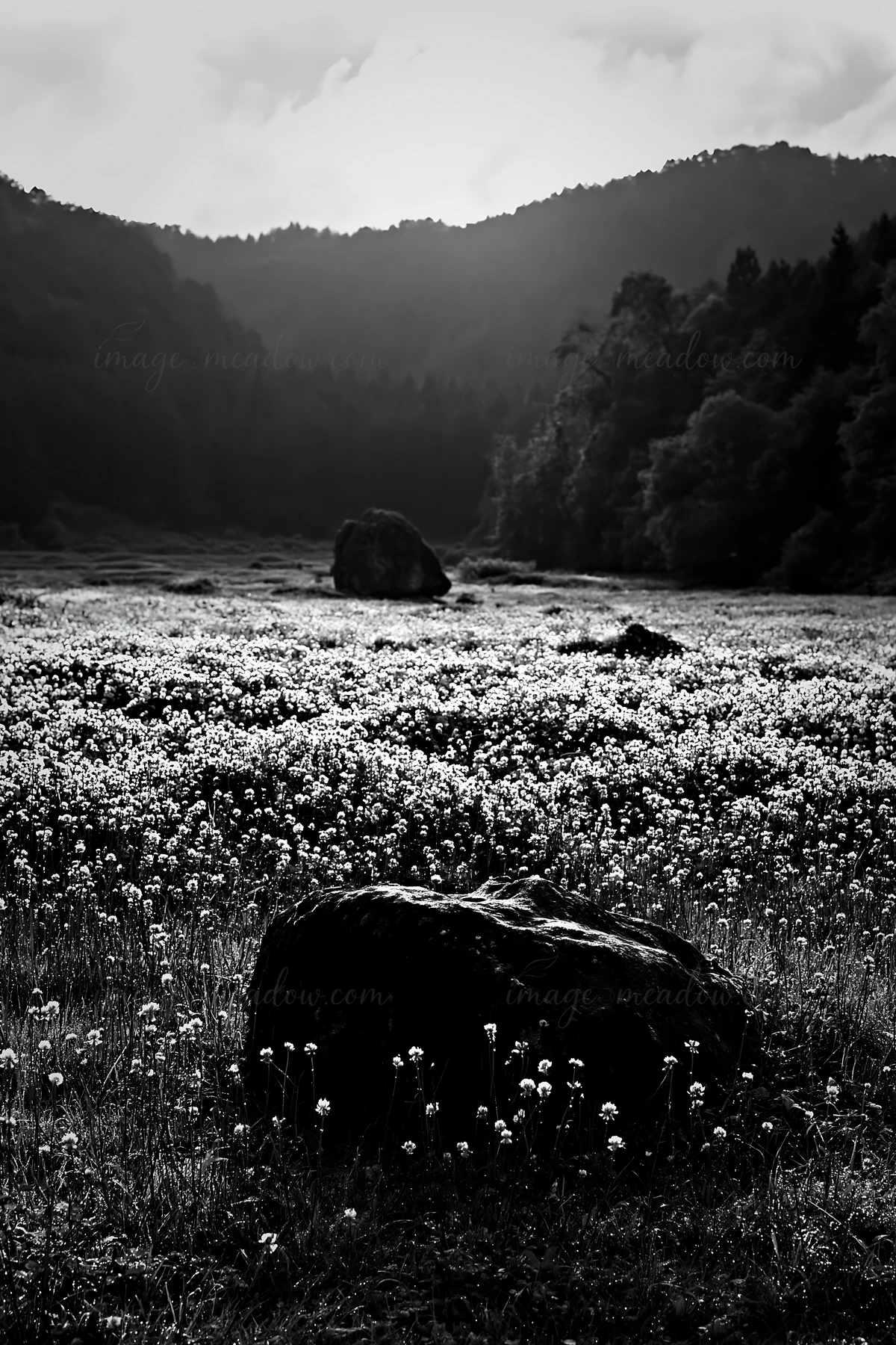 A pale boulder sits in a lush limestone meadow filled with white flowers. The background shows soft hills and trees under a cloudy sky. Sunlight peeks through t
