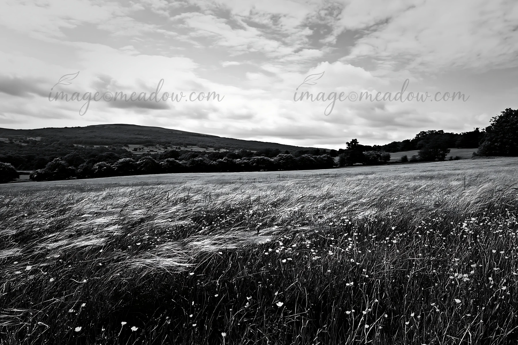 A wide view of a buttercup hay meadow in the Yorkshire Dales. The scene shows tall grass swaying gently under a cloudy sky. Trees are visible in the background
