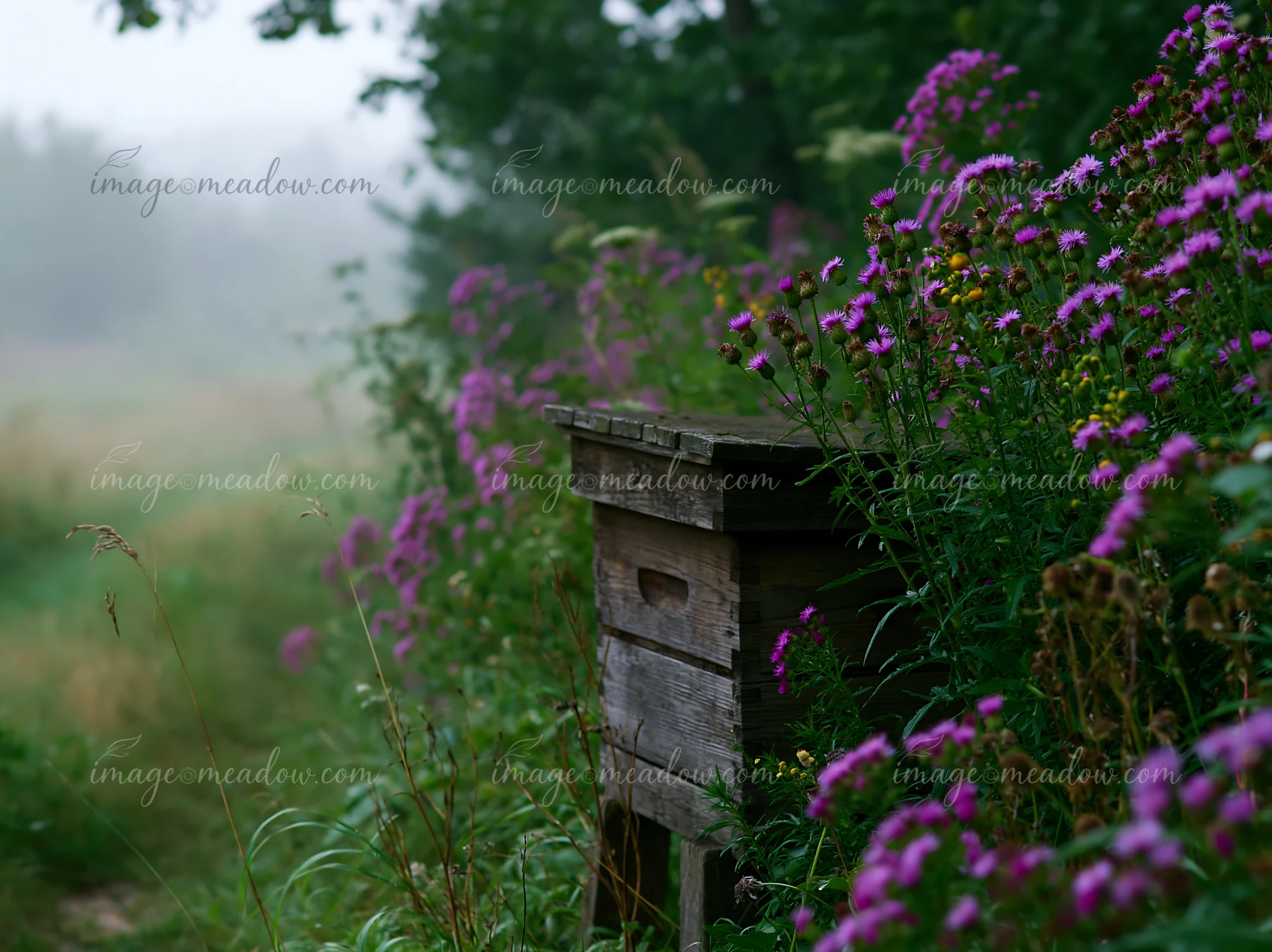 A bee box sits among flowers in a meadow in morning mist.