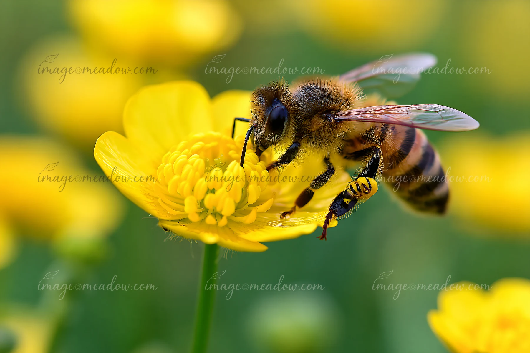 A bee collects nectar from a yellow buttercup flower on an island covered with buttercups.