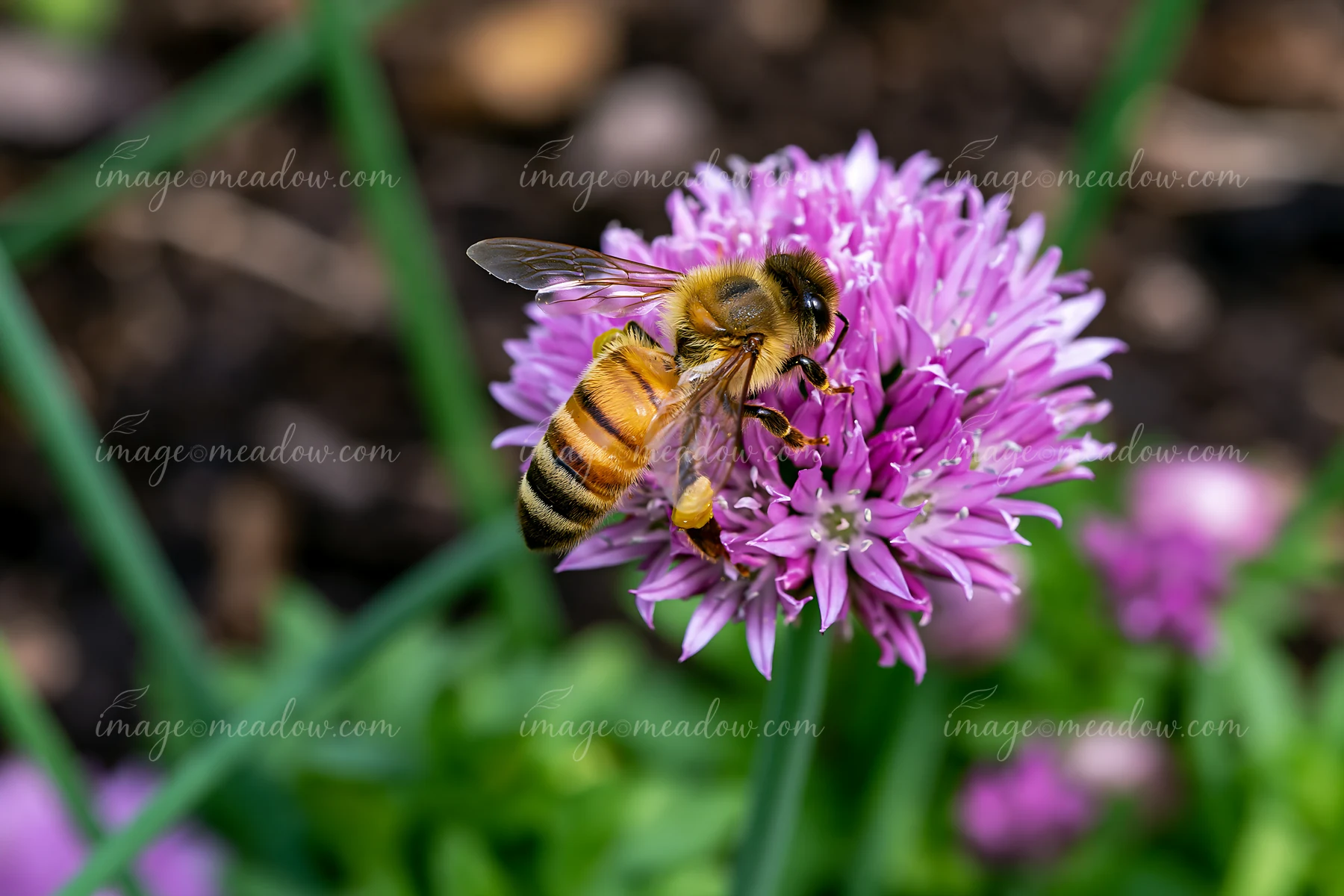 A bee collects nectar from chive flowers in a herb bed, surrounded by green foliage.