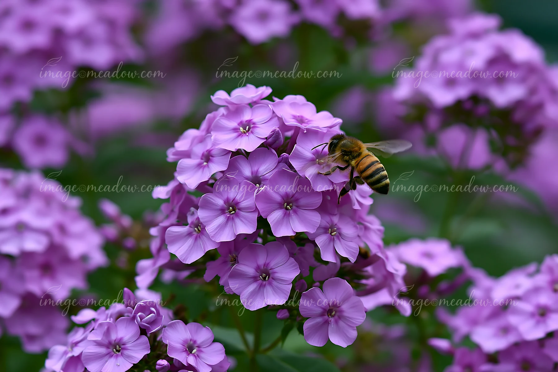 A bee collects nectar from vibrant phlox flowers in a cottage garden setting.