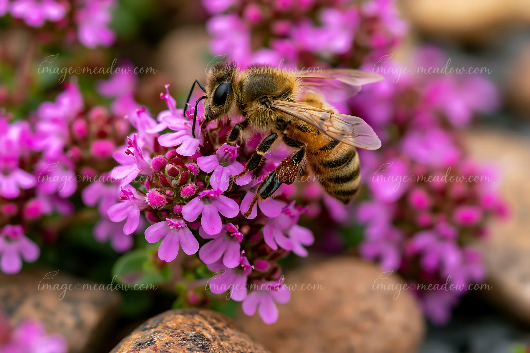 A bee gathers nectar from thyme flowers between stones in a garden setting.