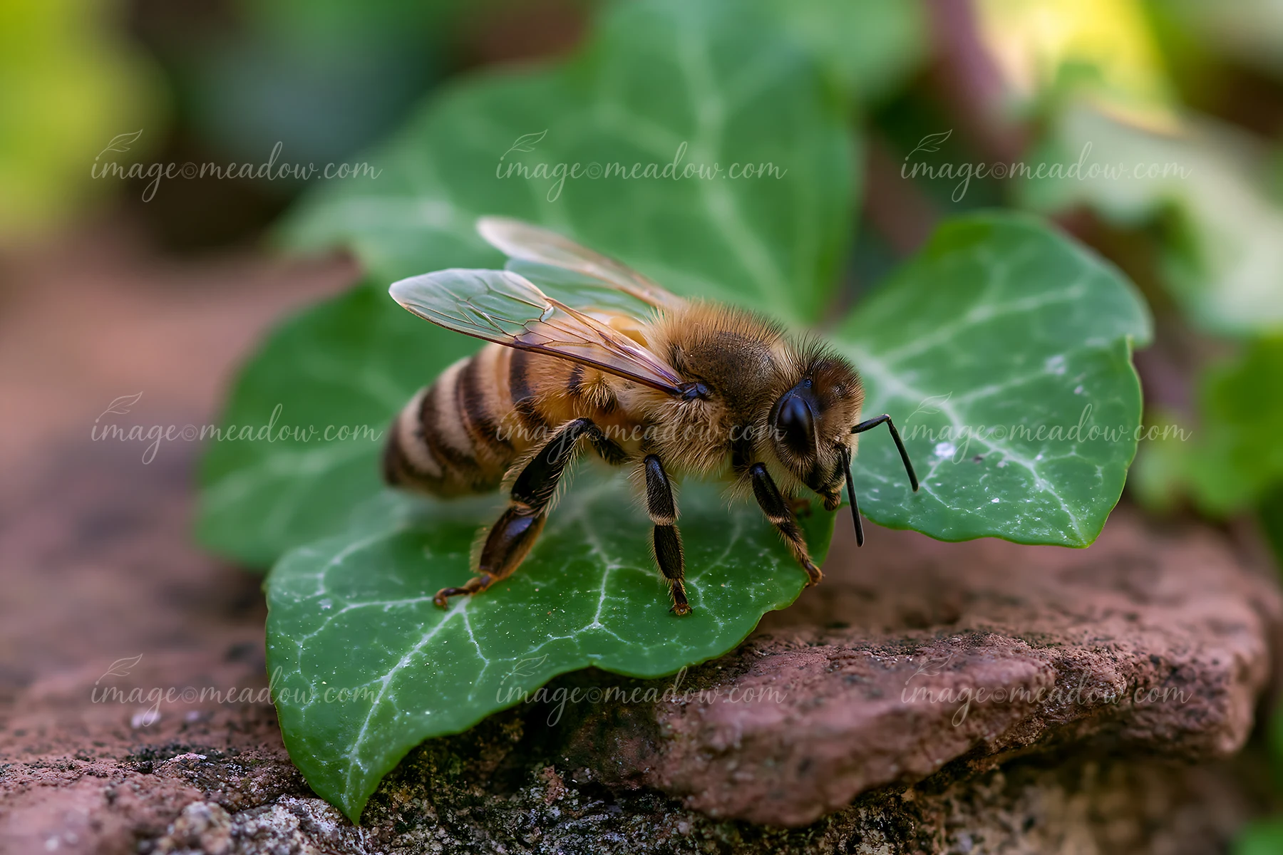 A bee gathers pollen on a leaf in a cottage garden filled with vibrant phlox flowers.