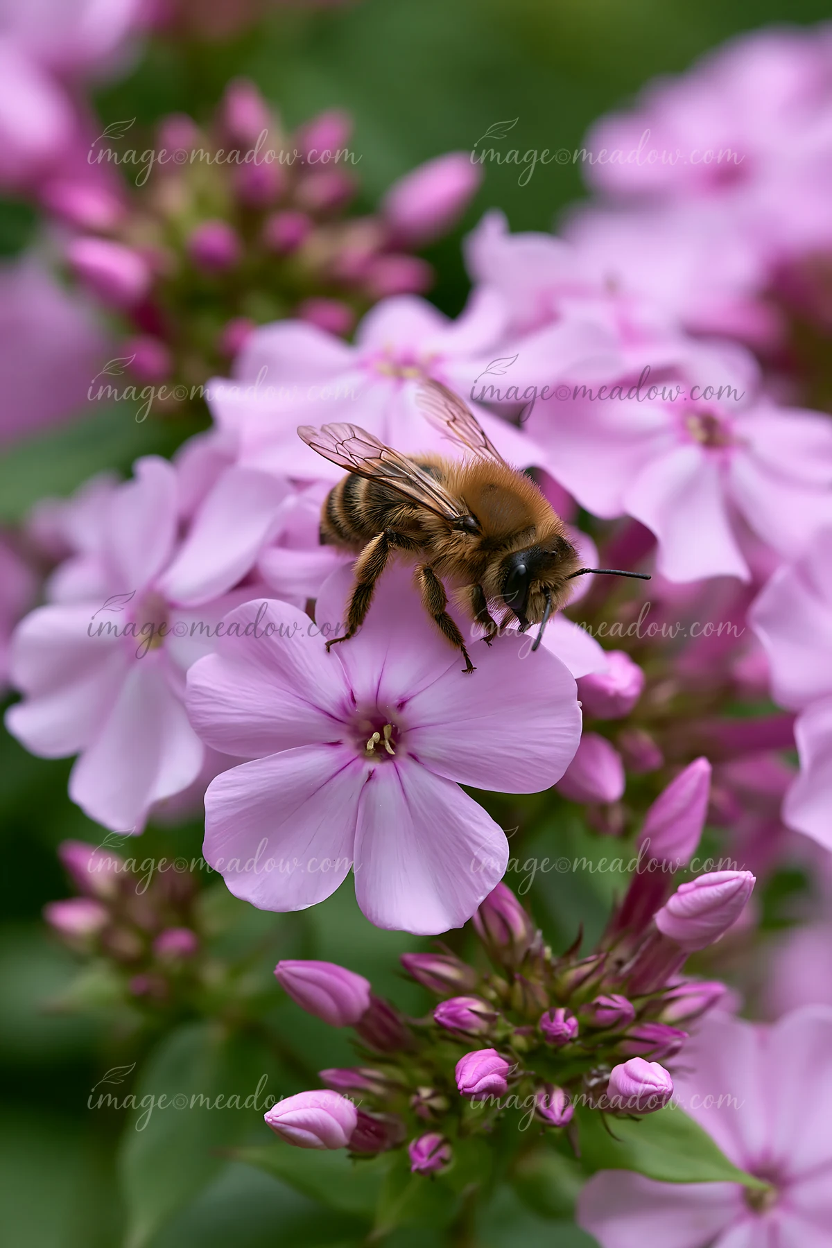 A bee is collecting nectar from pink flowers in a garden.