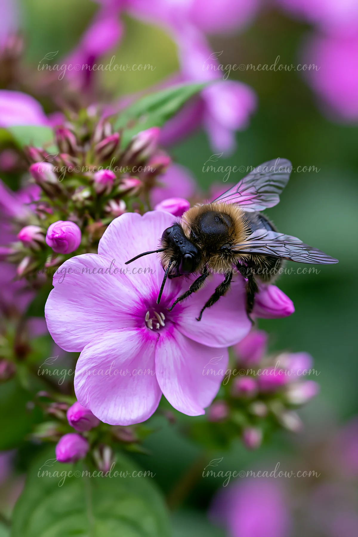 A bee is seen collecting nectar from a pink flower while surrounded by lush greenery.