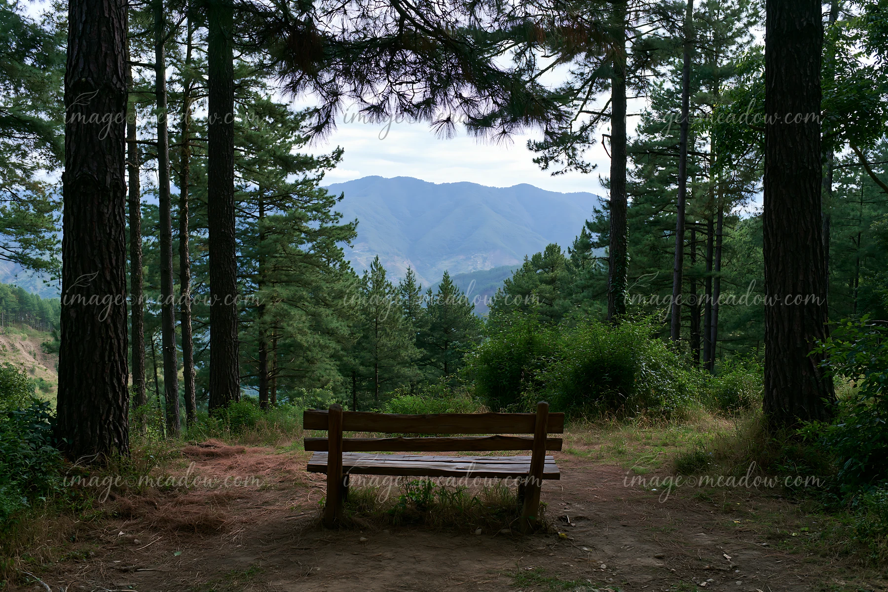 A bench sits in a pine forest, offering a view of a distant mountain range.