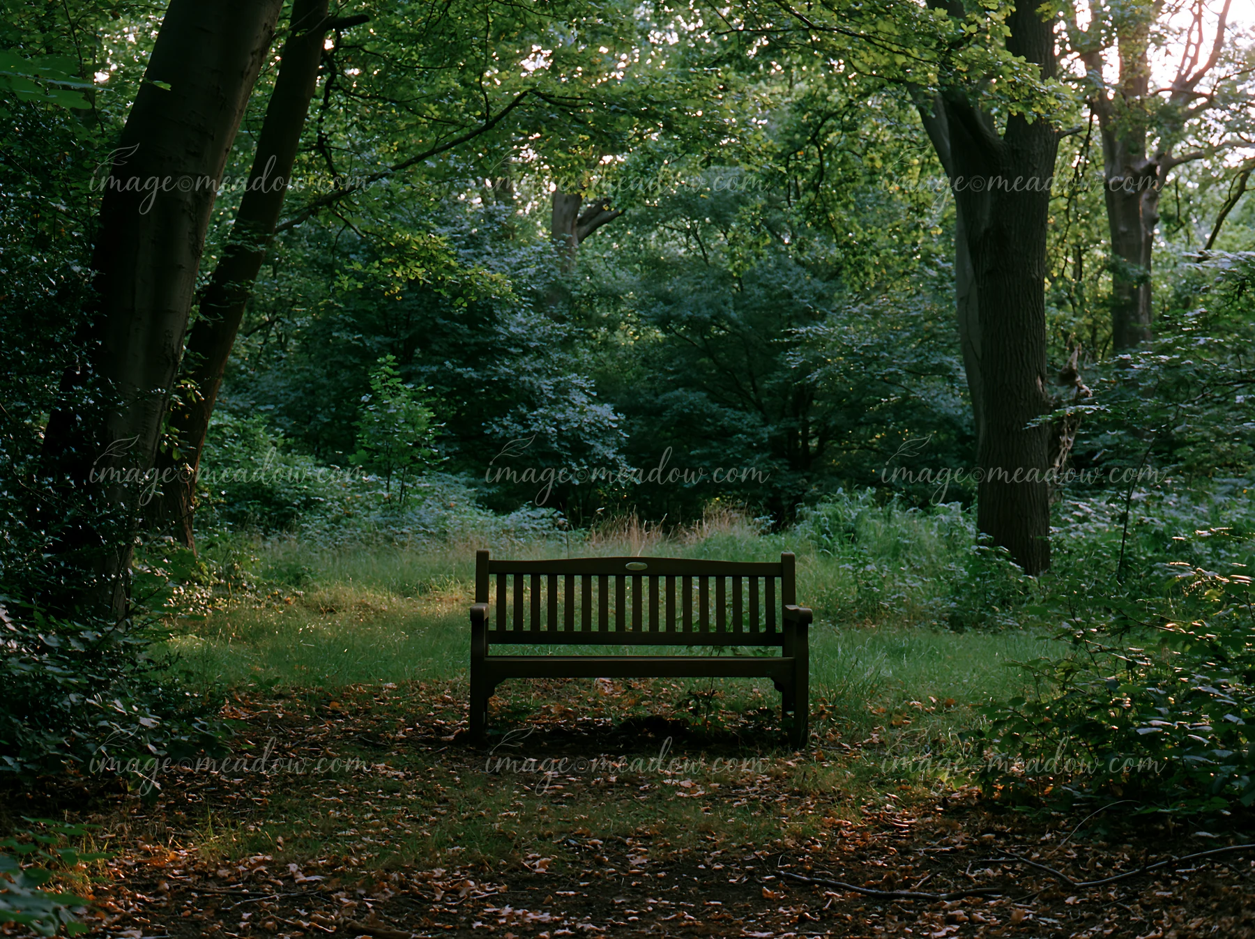 A bench sits in a shaded meadow in woodland clearing surrounded by tall trees and lush greenery.