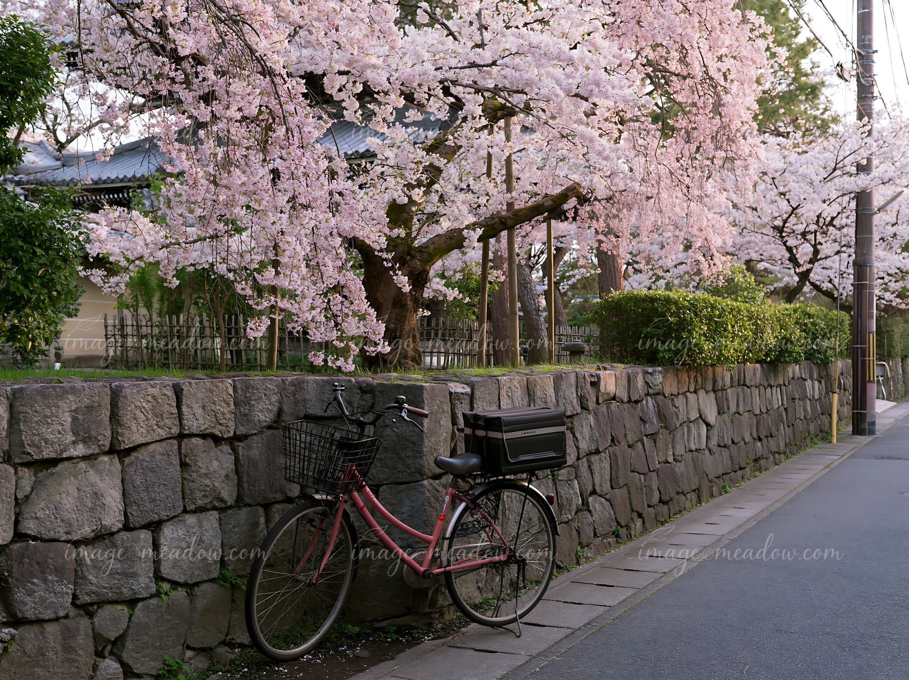 A bicycle rests against a stone wall along a cherry blossom avenue in Kyoto.