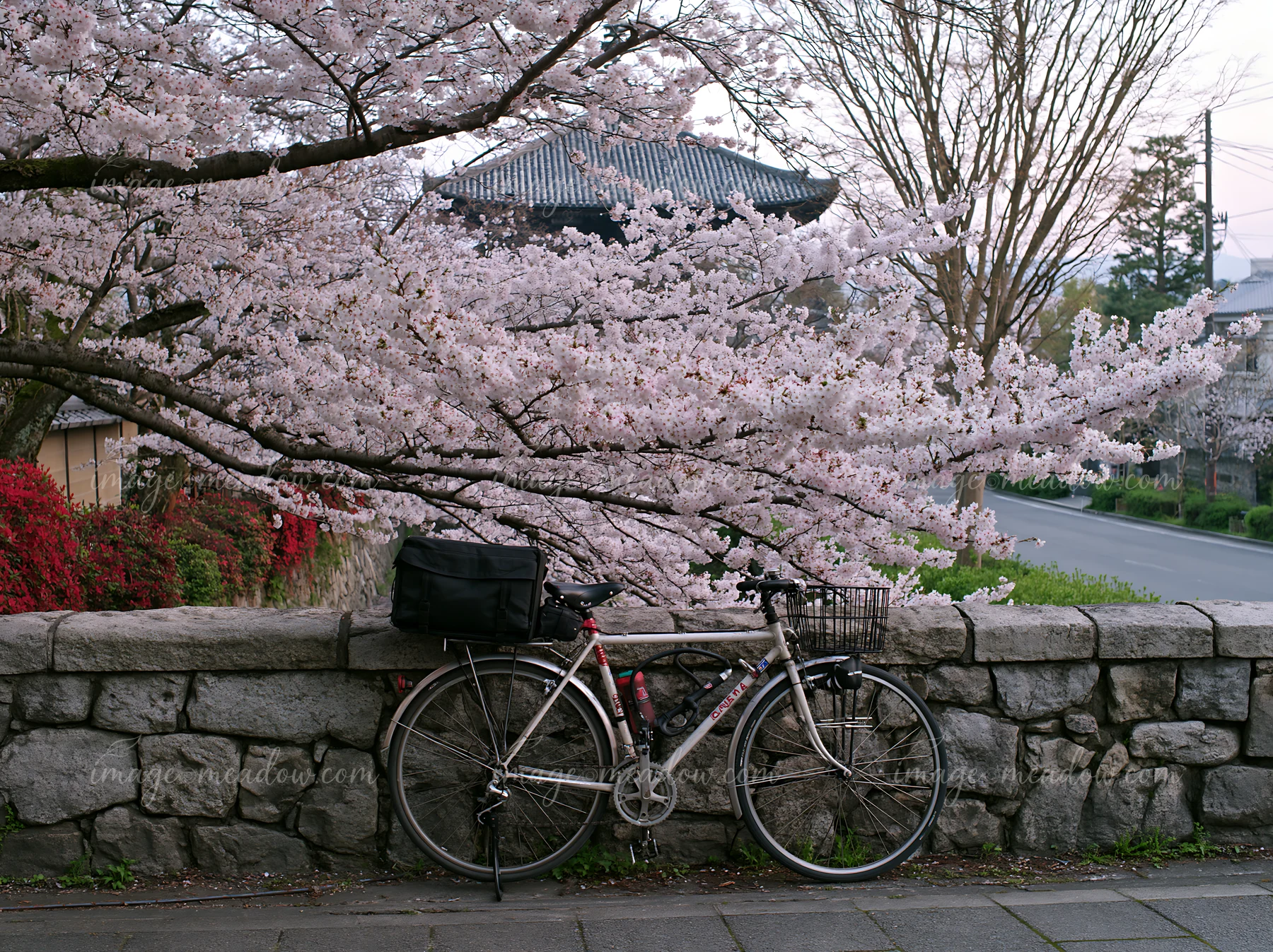 A bicycle rests against a stone wall beside cherry blossom trees in full bloom along a street in Kyoto.
