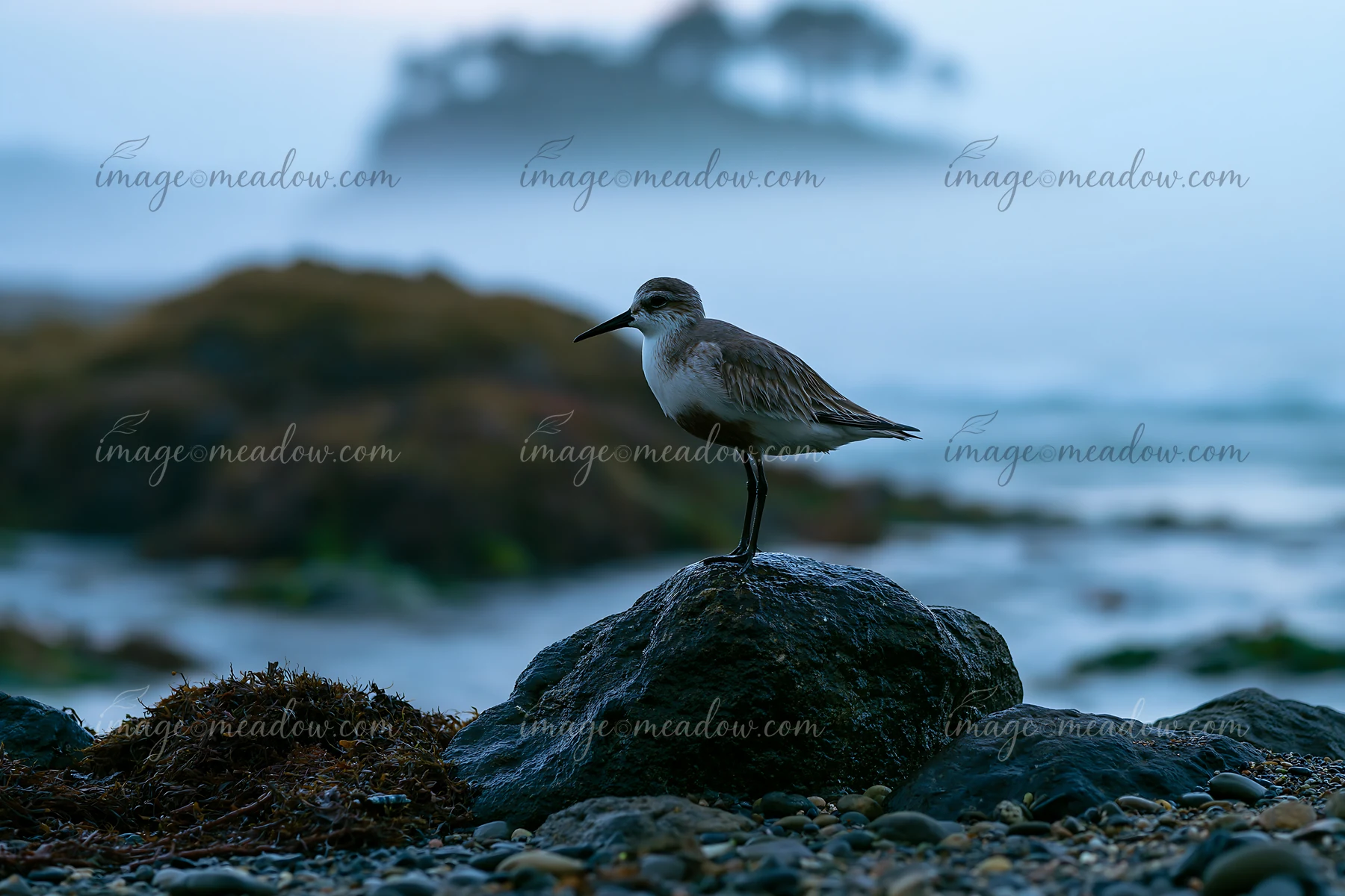 A bird stands on a rock along a coastline covered in sea fog as waves crash gently in the background.