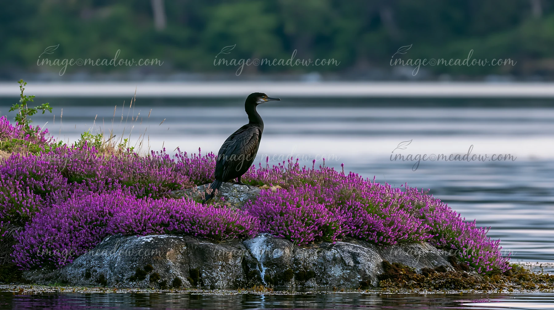 A bird stands on a rocky island with sea lavender, surrounded by water.
