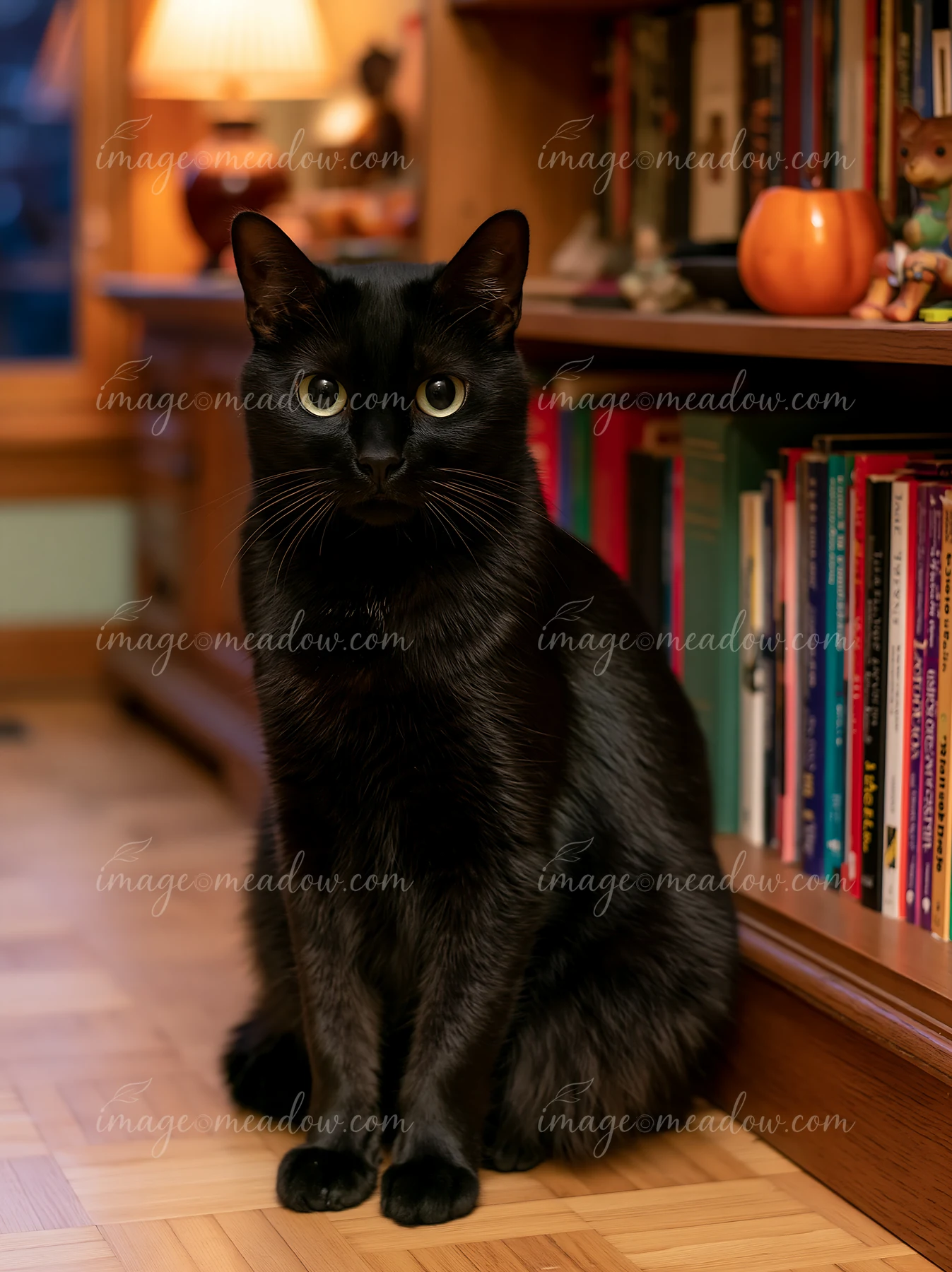 A black cat sits calmly next to a bookshelf filled with various books.
