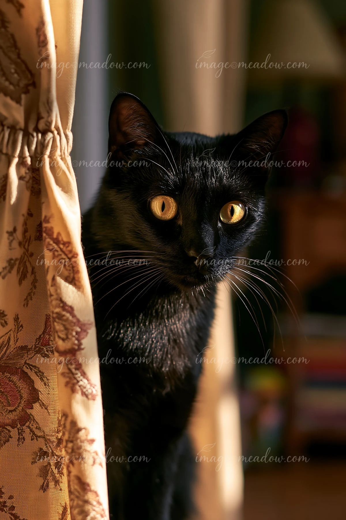 A Bombay cat is positioned next to a curtain in a well-lit indoor space.